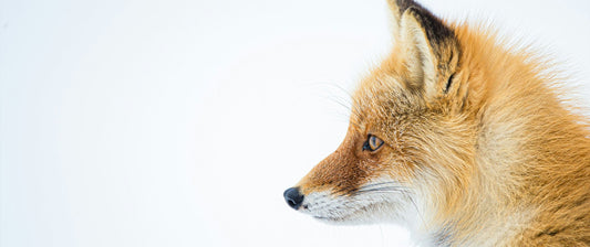 Animaux de montagne des Alpes : présence sauvage pour votre intérieur - Tableaux photos paysages ｜ Alu Art Mountains