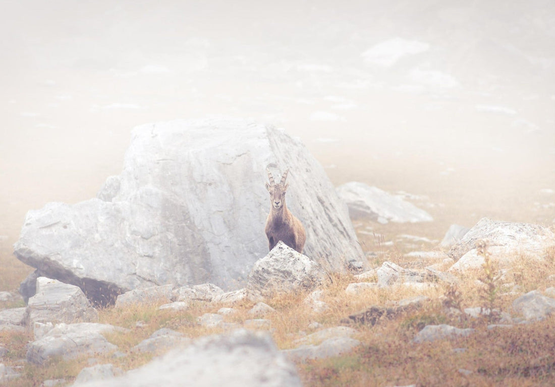 Où voir des bouquetins dans les Alpes ? - AluArtMountains