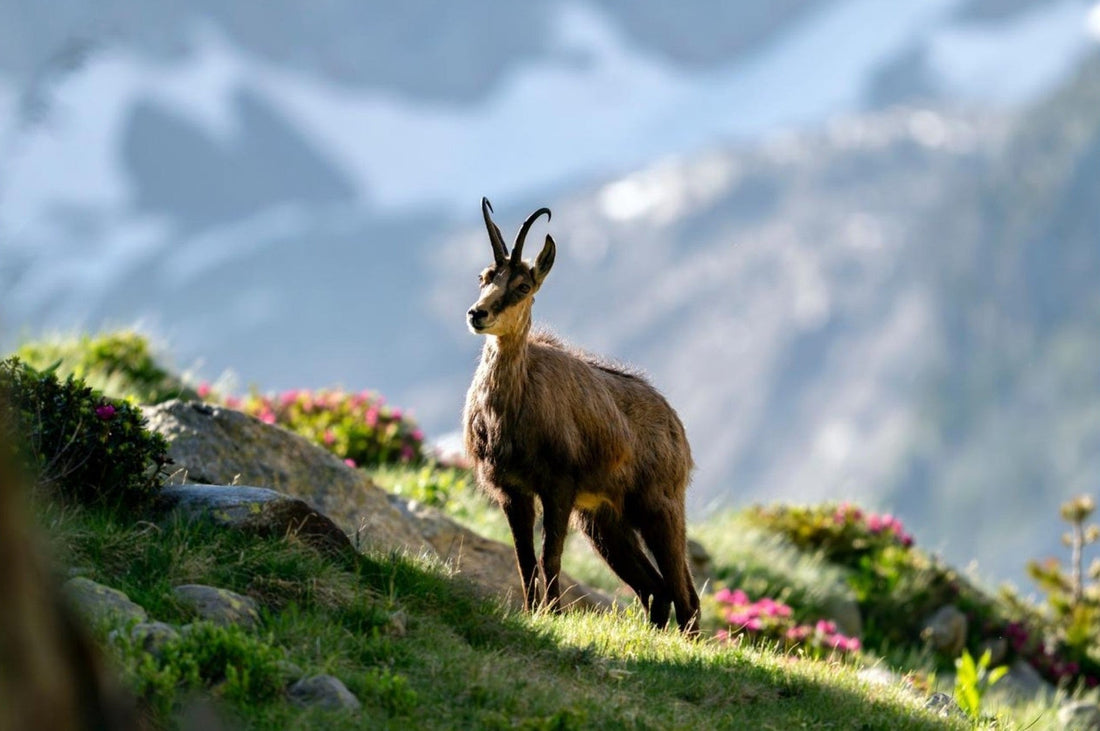 Où voir des chamois dans les Alpes ? - AluArtMountains