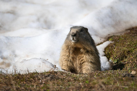 Où voir des marmottes dans les Alpes ? - AluArtMountains