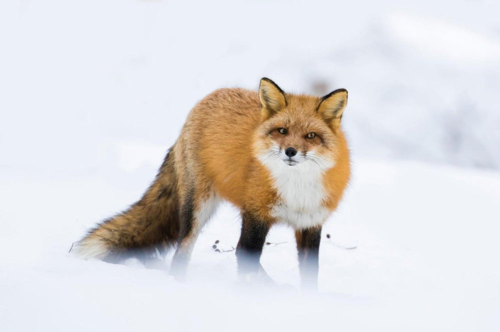 Renards