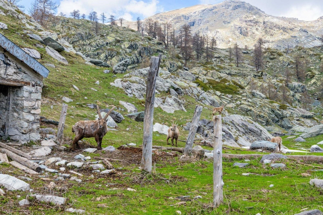 Photographier les animaux de montagne : matériel, réglages et conseils - AluArtMountains