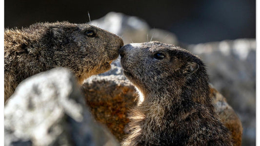 Tableau photo de deux marmottes des Alpes dans le massif du Mercantour