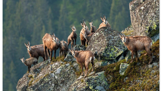 Tableau photo d’un troupeau de chamois sur un promontoire rocheux dans les Alpes vaudoises