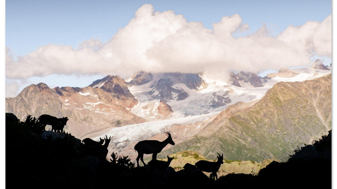 Tableau photo d’une famille de bouquetins dans les Aiguilles Rouges face au massif du Mont-Blanc