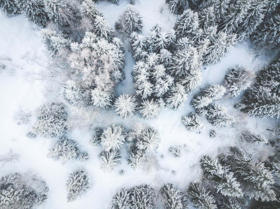 Vidéo de sapins sous la Neige, Feclaz Savoie Grand Revard - Tableaux photos paysages ｜ Alu Art Mountains
