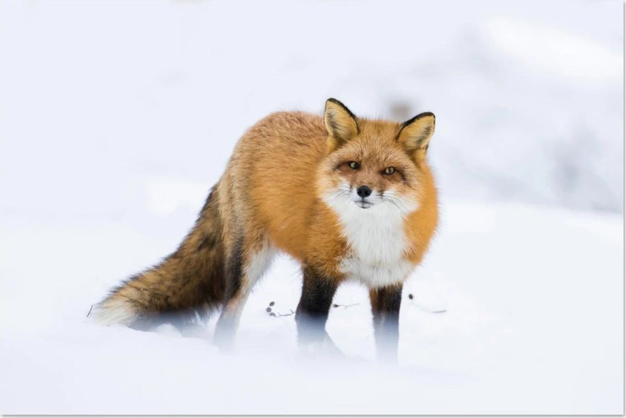 Animaux de montagne
