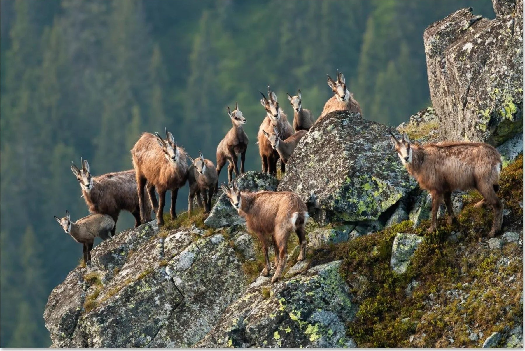 Chamois dans la neige, les alpages et les reliefs des Alpes françaises et suisses