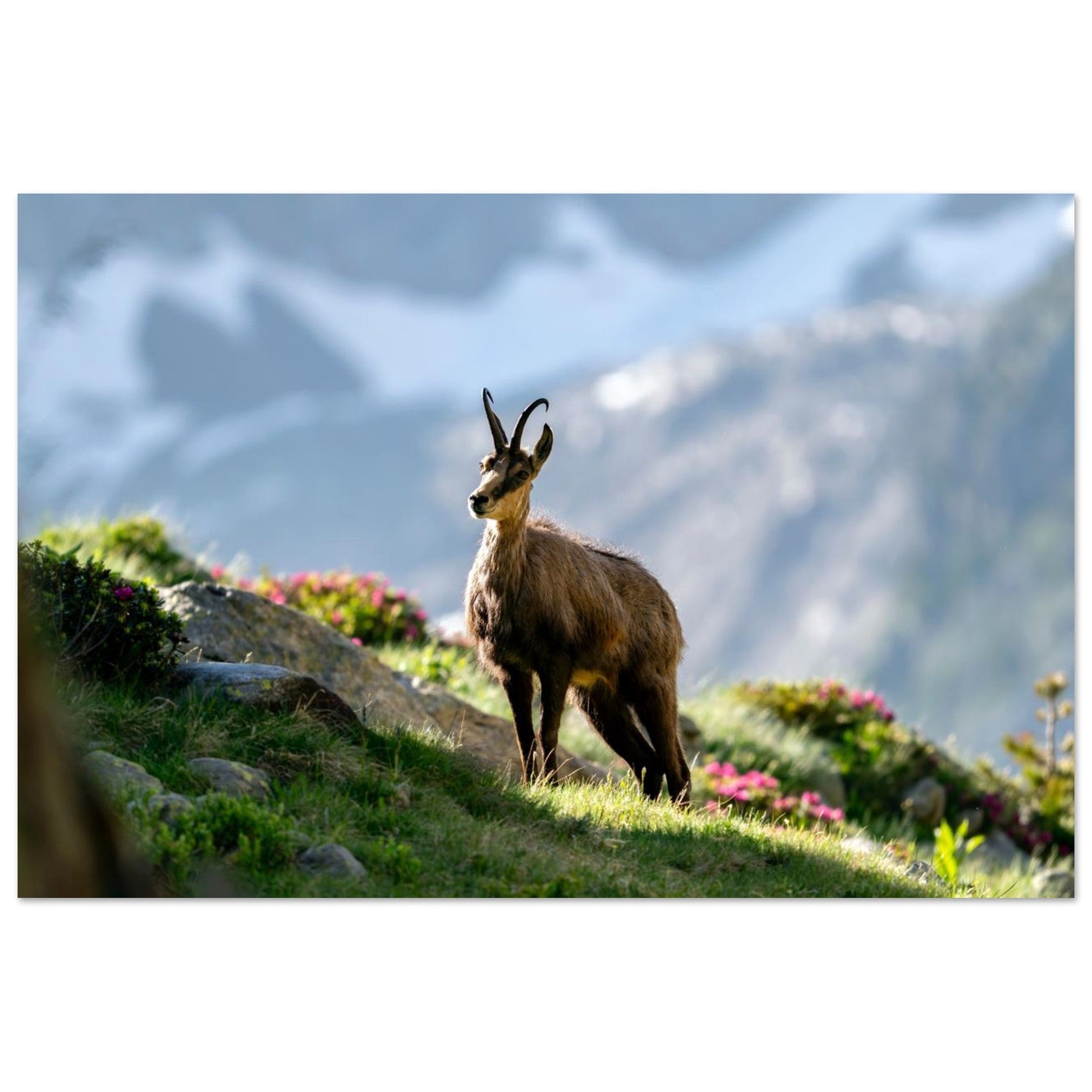 Tableau photo d’un chamois au printemps dans le Mercantour sur aluminium Dibond mat, format 30 × 45 cm