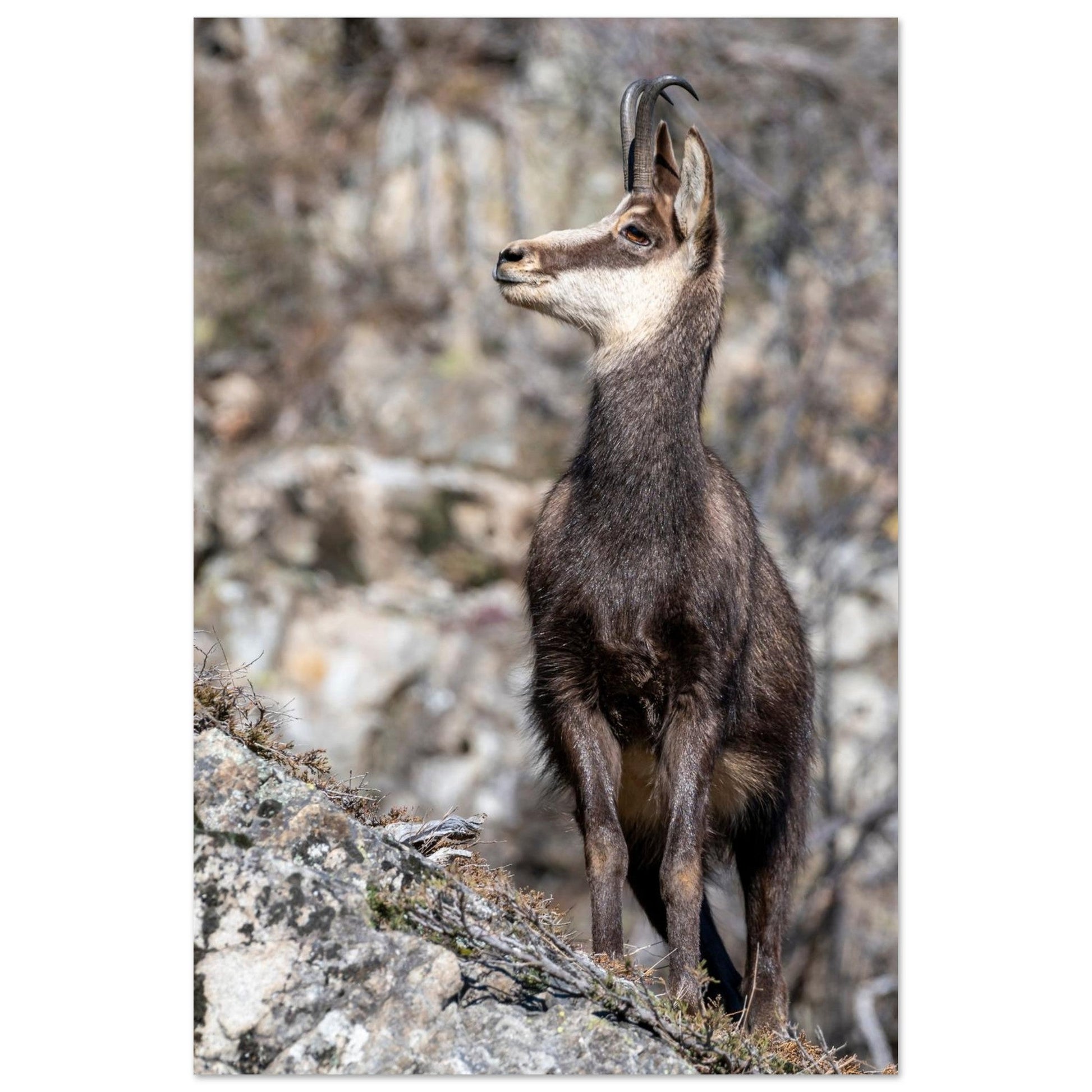 Tableau photo d’un chamois sauvage dans les Alpes françaises, impression sur aluminium Dibond mat au format 30 × 45 cm