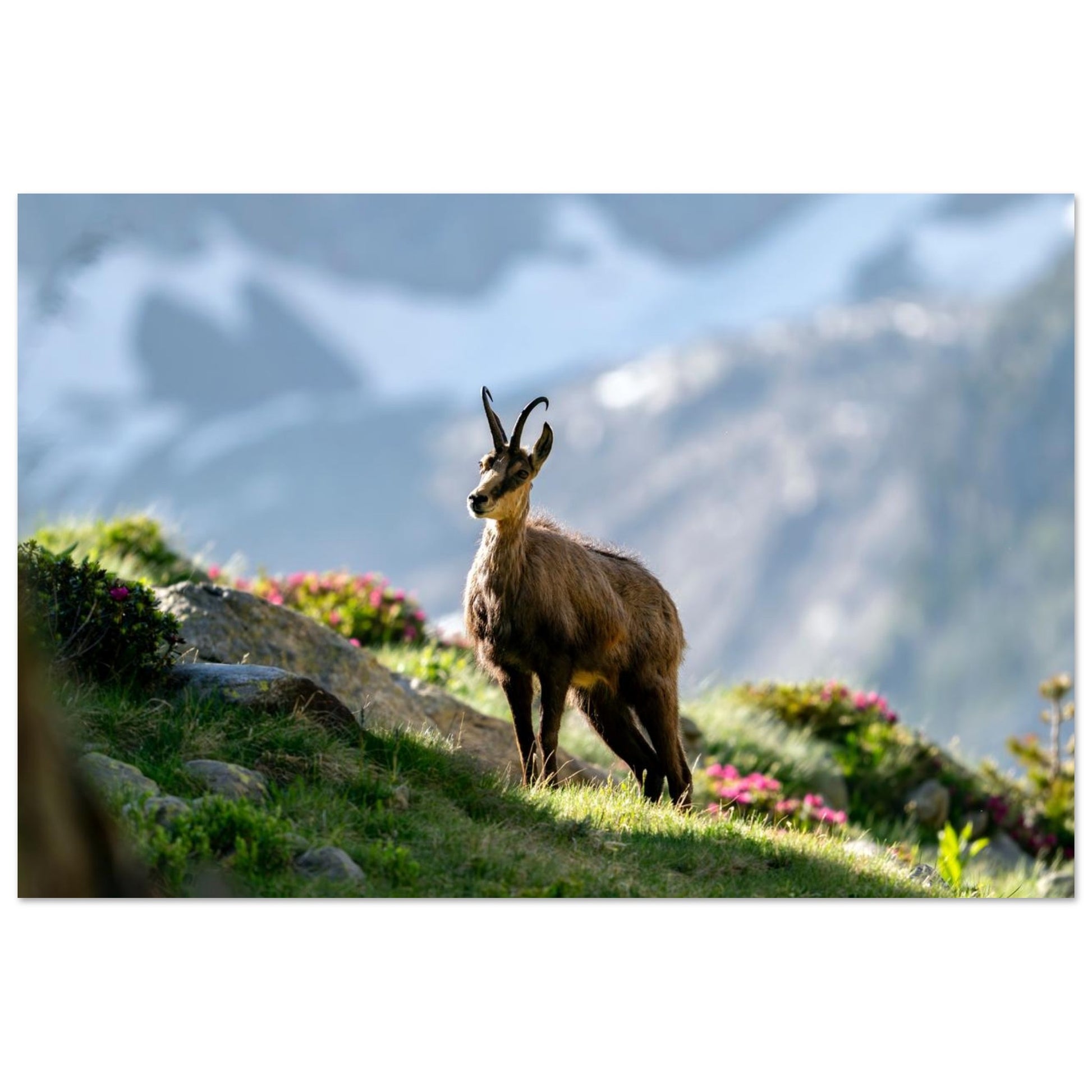Tableau photo « un chamois au printemps dans le parc national du Mercantour » dans une chambre contemporaine – simulation 60 × 90 cm