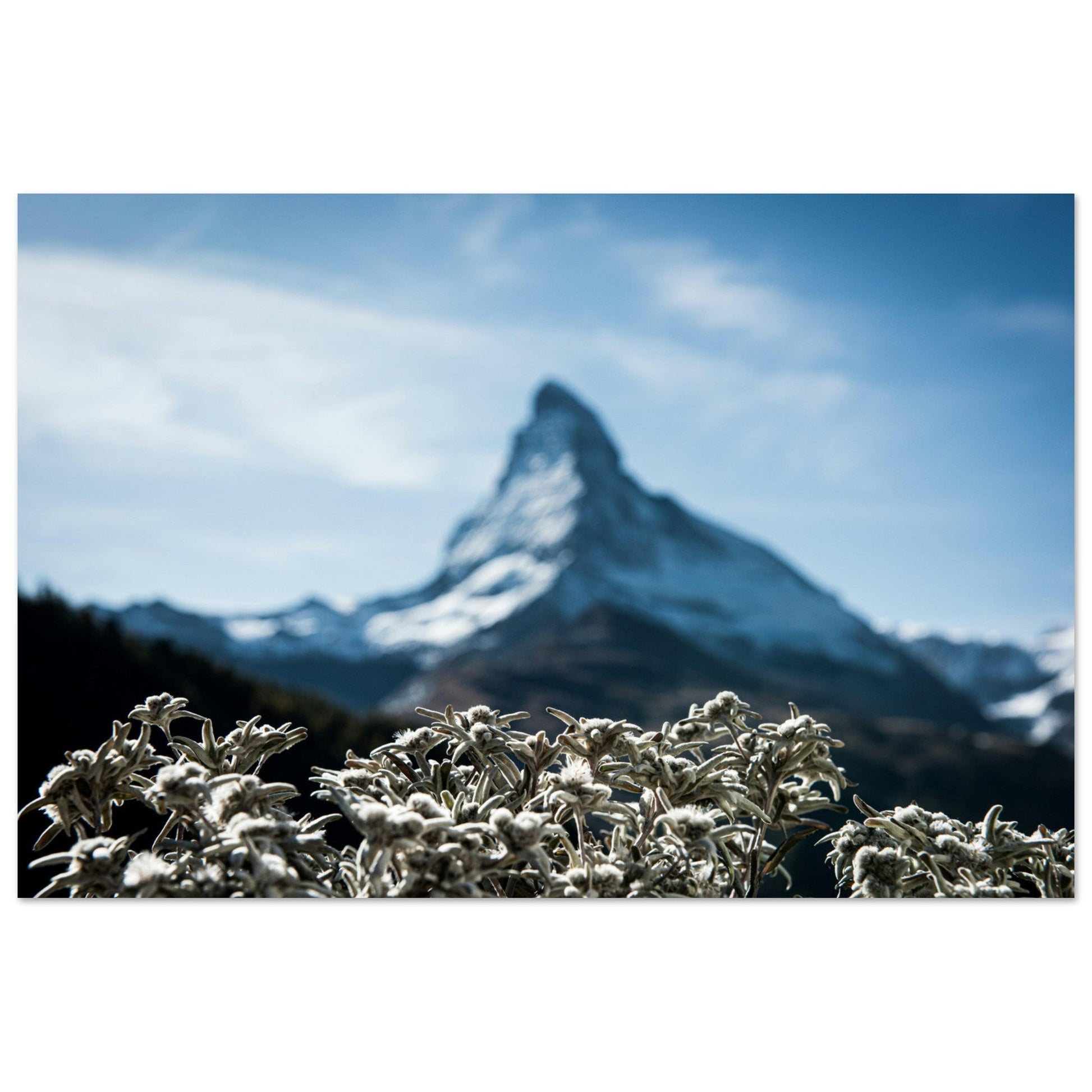 Tableau photo Photo du Cervin & edelweiss (Zermatt, Suisse) — tirage aluminium Dibond mat, fabrication française, prêt à accrocher