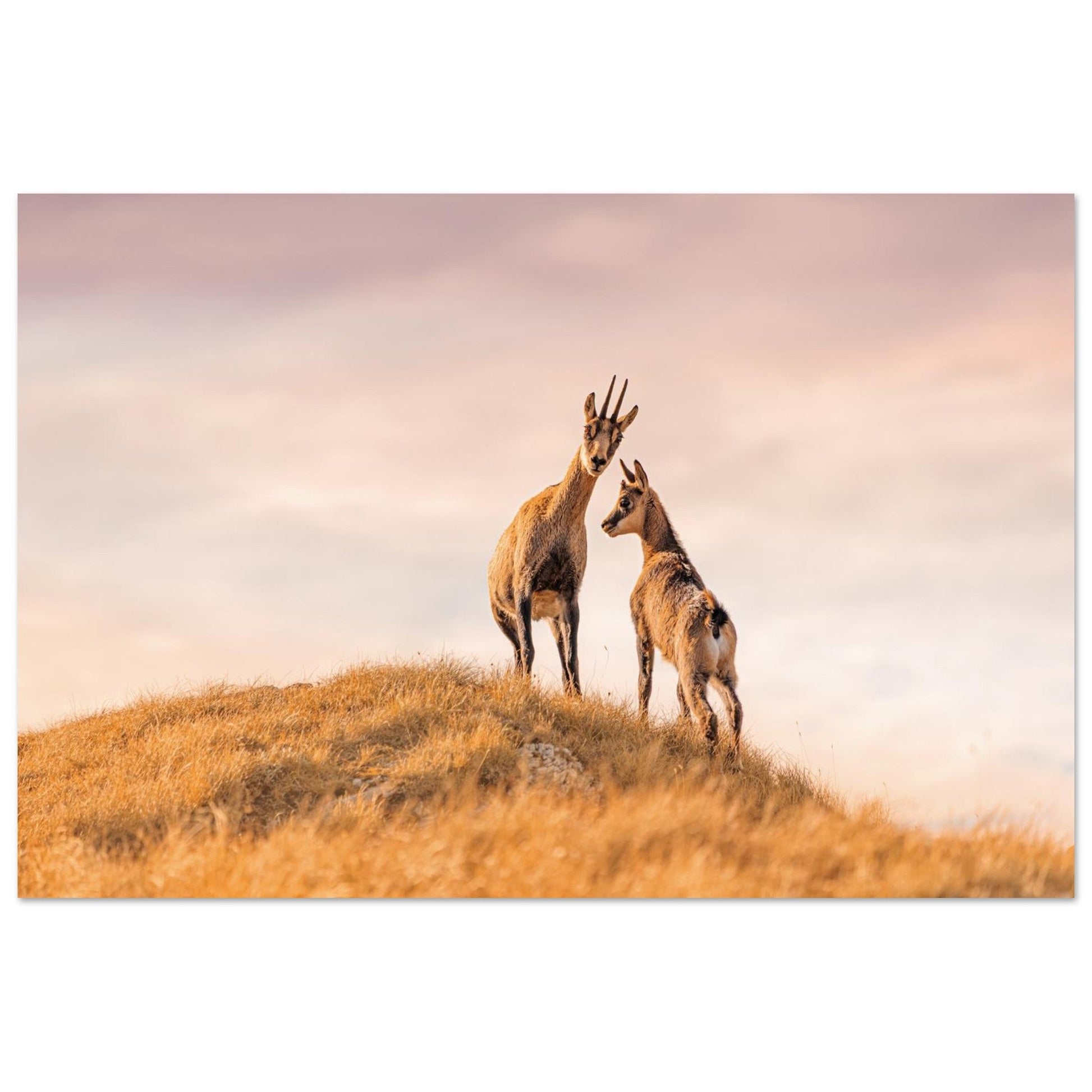 Tableau photo d’une femelle chamois et de son petit dans les Hautes-Alpes au format 30 × 45 cm sur aluminium Dibond mat