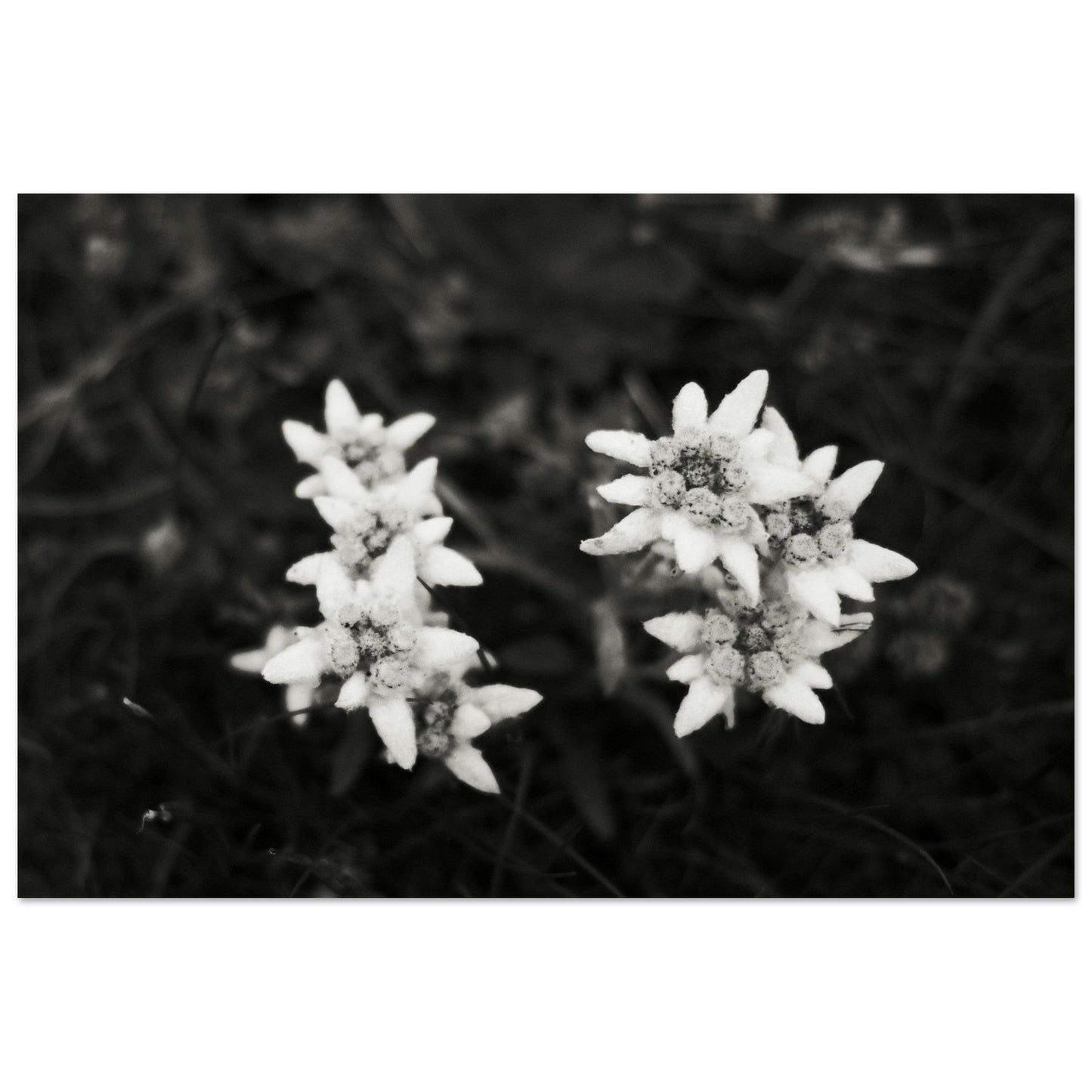 Tableau photo Photo Edelweiss — fleur de montagne (noir & blanc) — tirage aluminium Dibond mat, fabrication française, prêt à accrocher