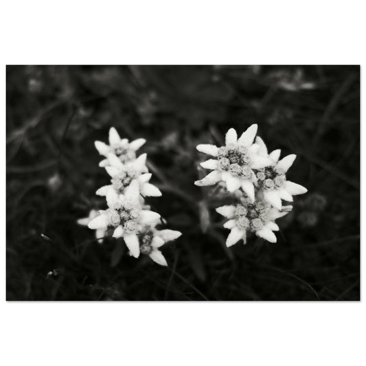 Tableau photo Photo Edelweiss — fleur de montagne (noir & blanc) — tirage aluminium Dibond mat, fabrication française, prêt à accrocher