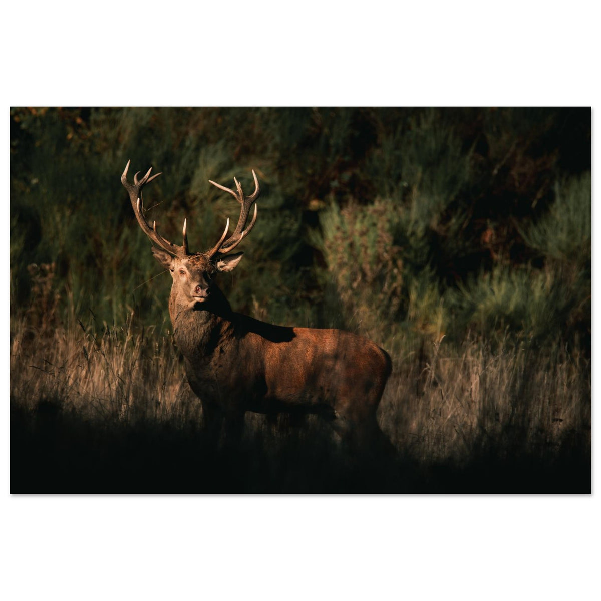 Tableau photo d’un cerf élaphe dans la lumière du soir sur aluminium Dibond mat, format 50 × 75 cm