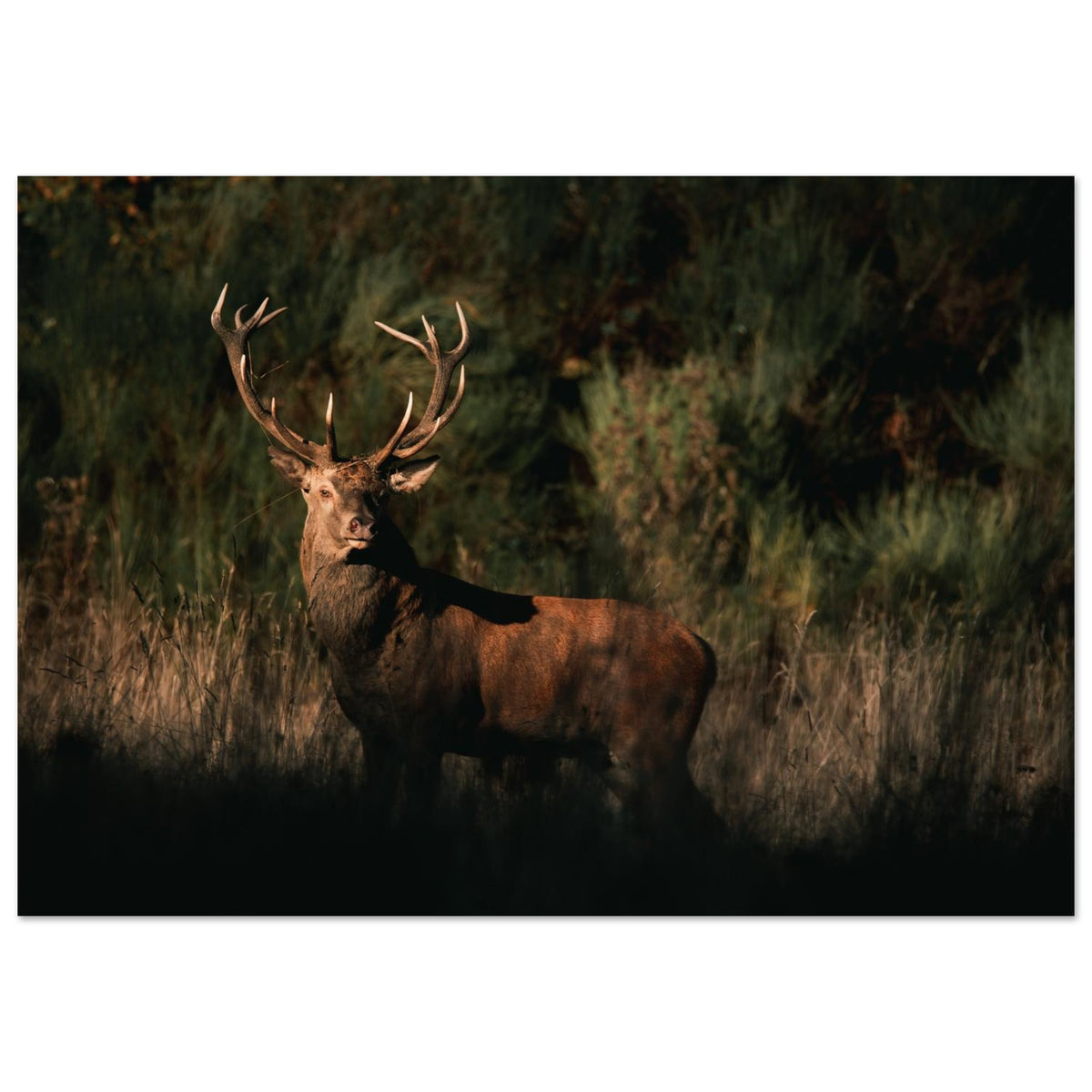 Tableau photo d’un cerf élaphe dans la lumière du soir sur aluminium Dibond mat, format 70 × 100 cm