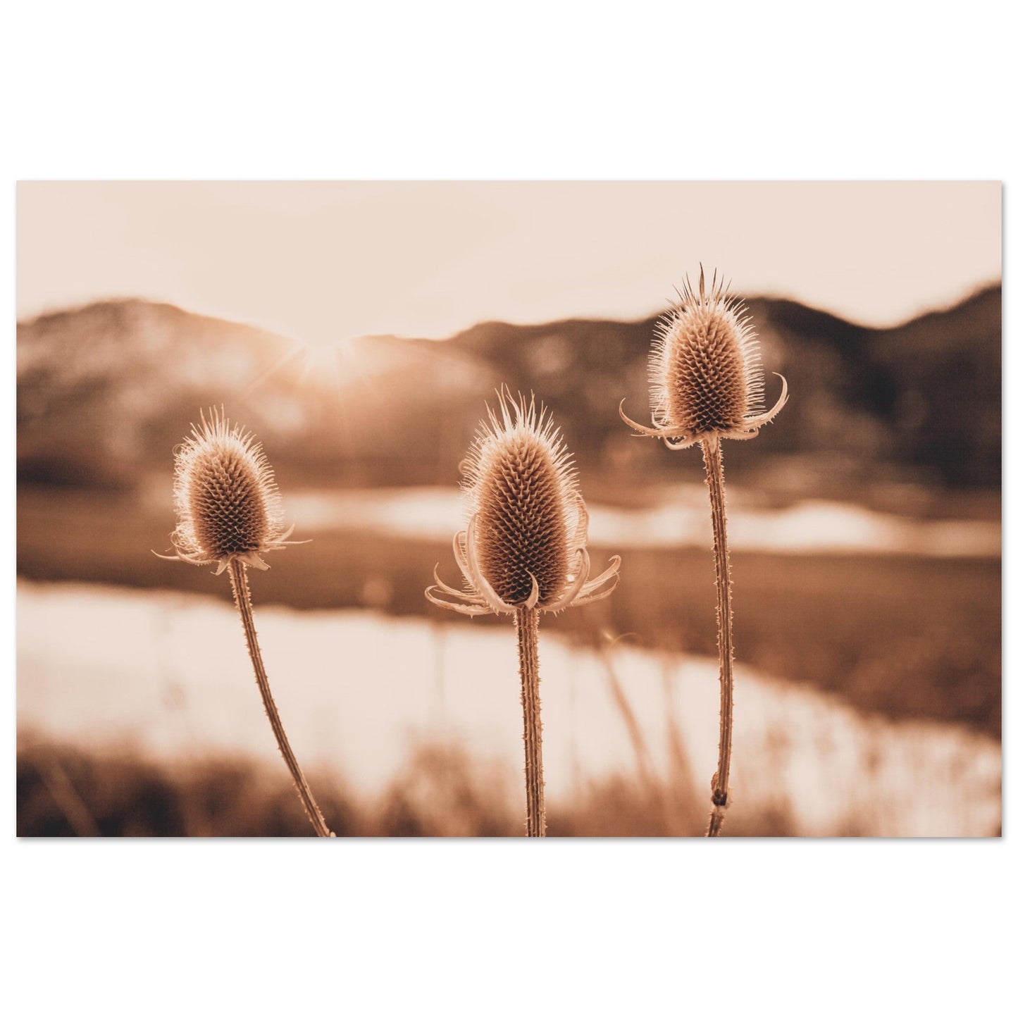 Tableau photo Photo d'un Chardons alpins au coucher du soleil — tirage aluminium Dibond mat, fabrication française, prêt à accrocher