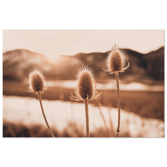 Tableau photo Photo d'un Chardons alpins au coucher du soleil — tirage aluminium Dibond mat, fabrication française, prêt à accrocher