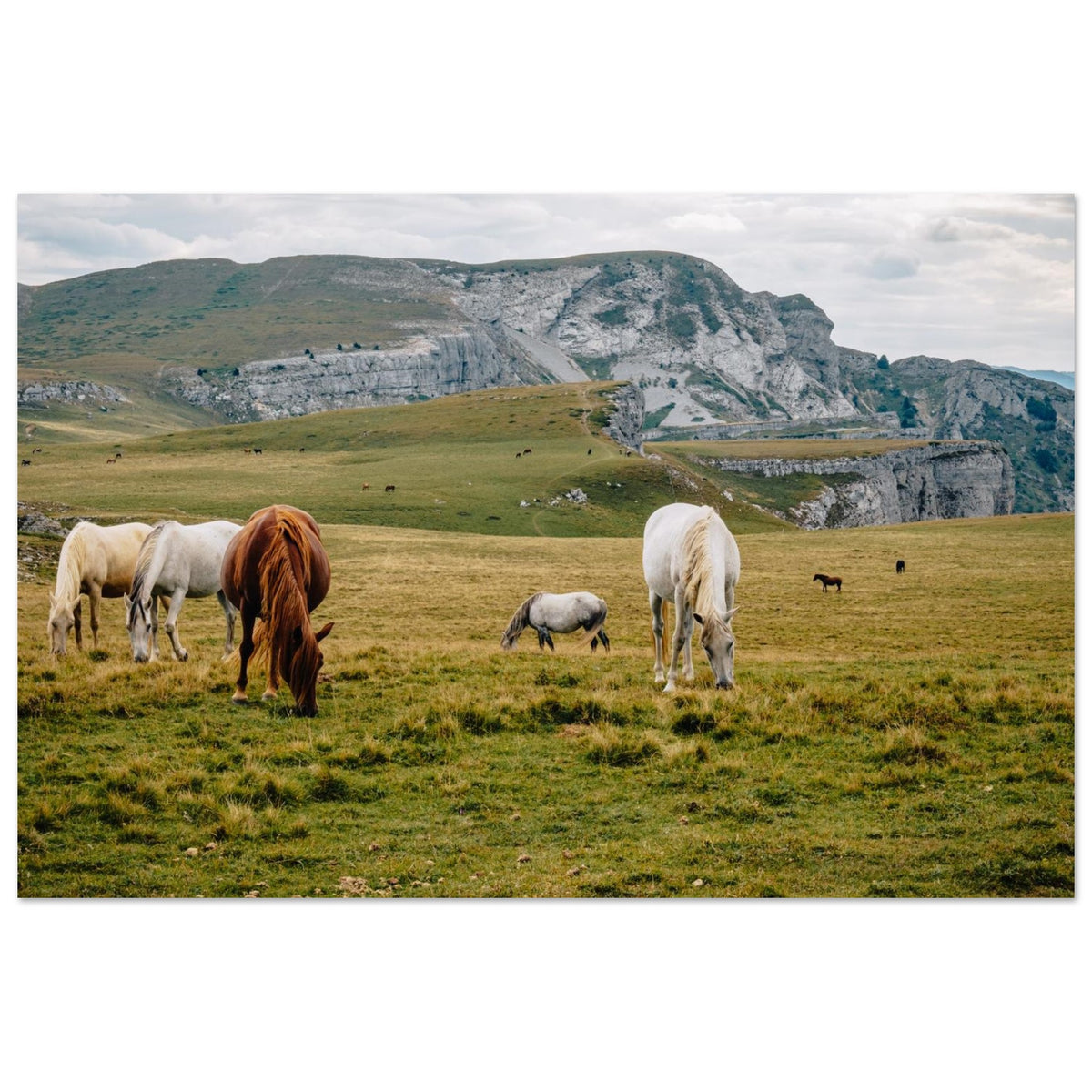 Tableau photo de chevaux dans les alpages de Font d’Urle sur aluminium Dibond mat, format 30 × 45 cm