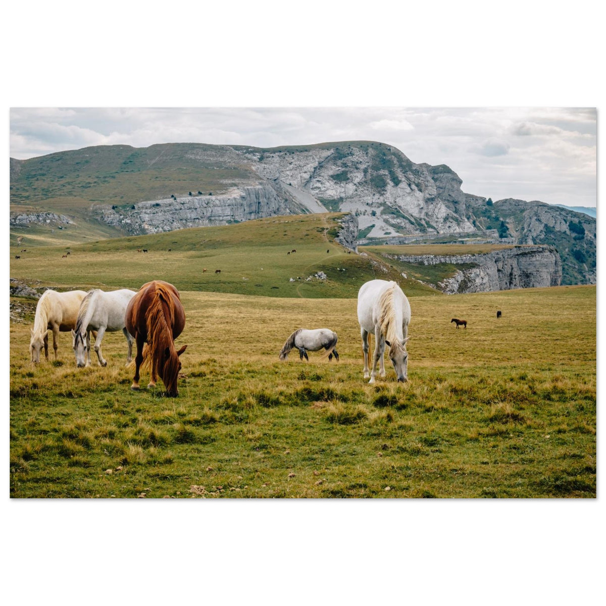 Photo de chevaux dans les alpages de Font d’Urle — Fotodruck auf mattem Alu-Dibond