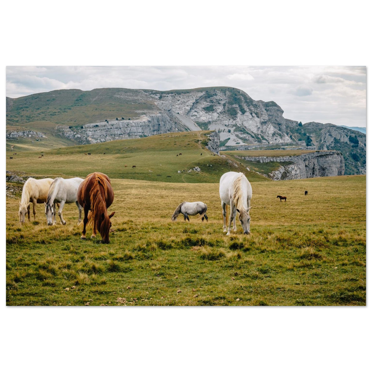 Photo de chevaux dans les alpages de Font d’Urle — Fotodruck auf mattem Alu-Dibond