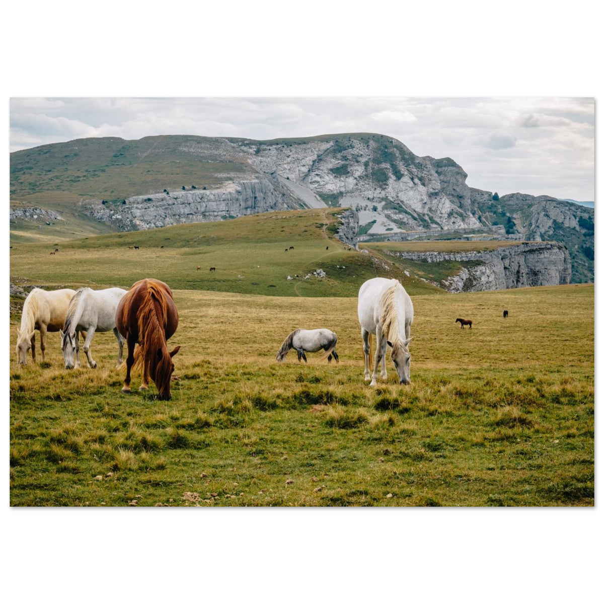 Photo de chevaux dans les alpages de Font d’Urle — Fotodruck auf mattem Alu-Dibond