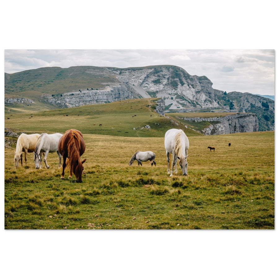 Photo of horses in the Alpine pastures of Font d’Urle — photo print on matte aluminum Dibond