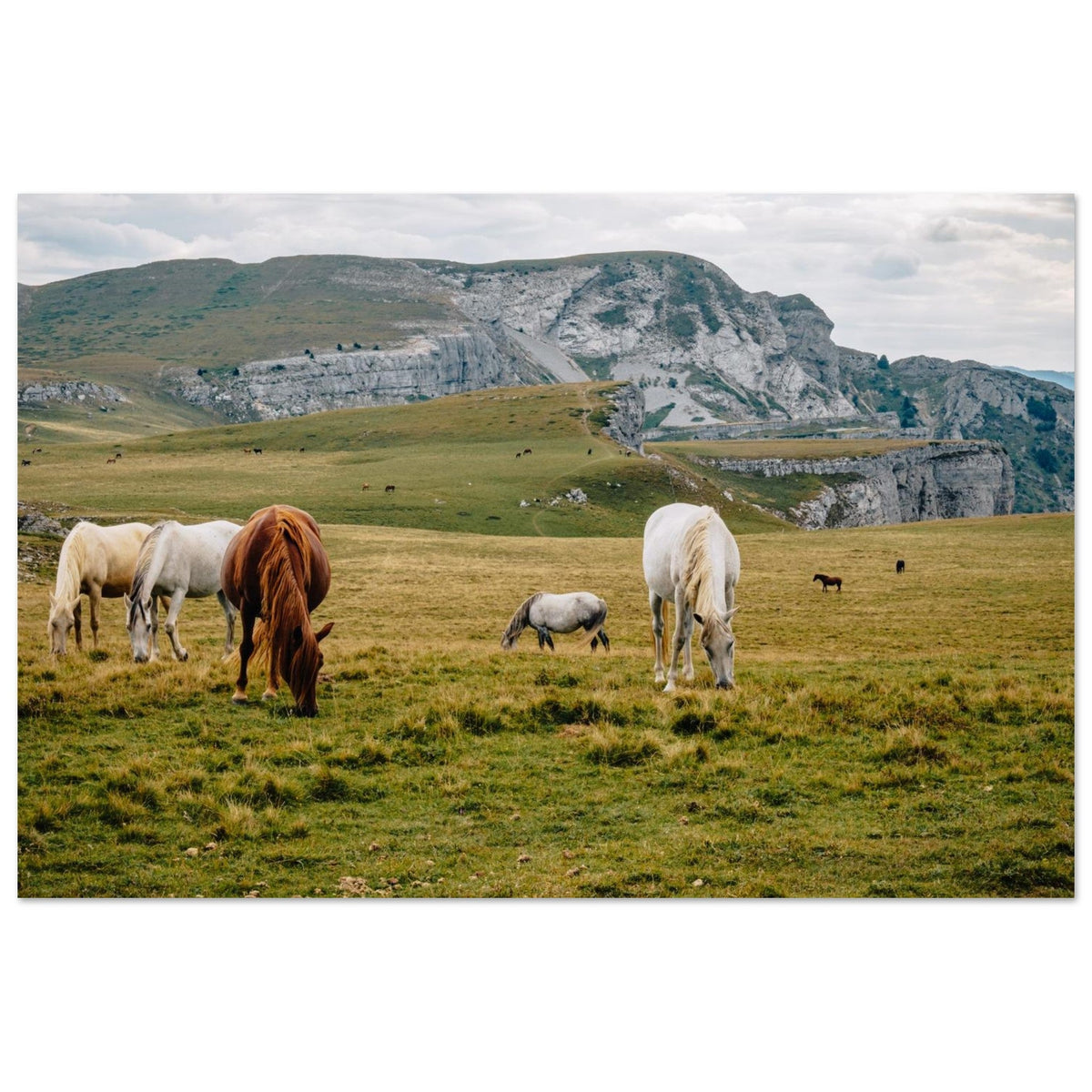 Photo of horses in the Alpine pastures of Font d’Urle — photo print on matte aluminium Dibond