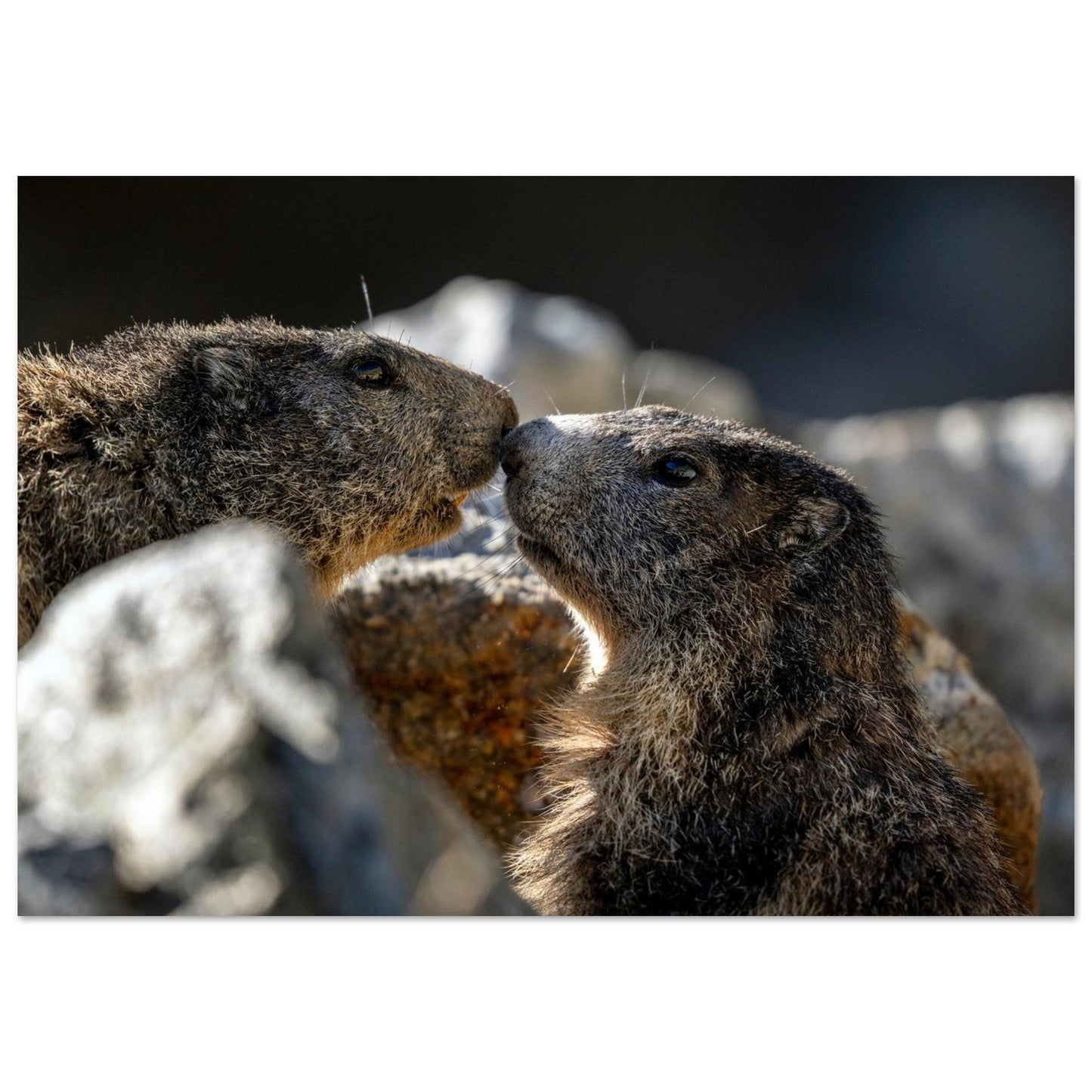 Tableau photo de Deux marmottes des Alpes dans le Mercantour sur aluminium Dibond mat, format 70 × 100 cm