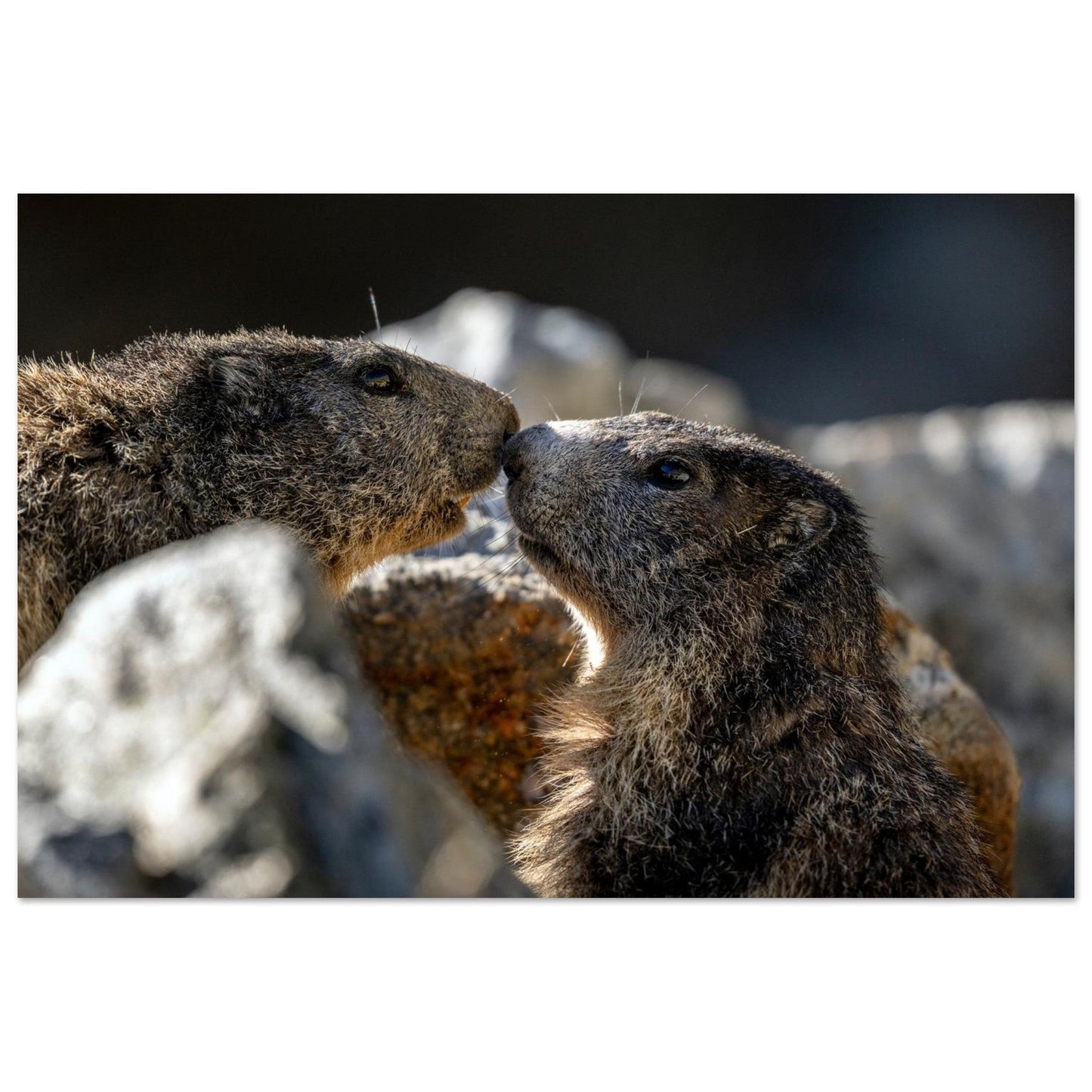 Tableau photo de Deux marmottes des Alpes dans le Mercantour sur aluminium Dibond mat, format 50 × 75 cm