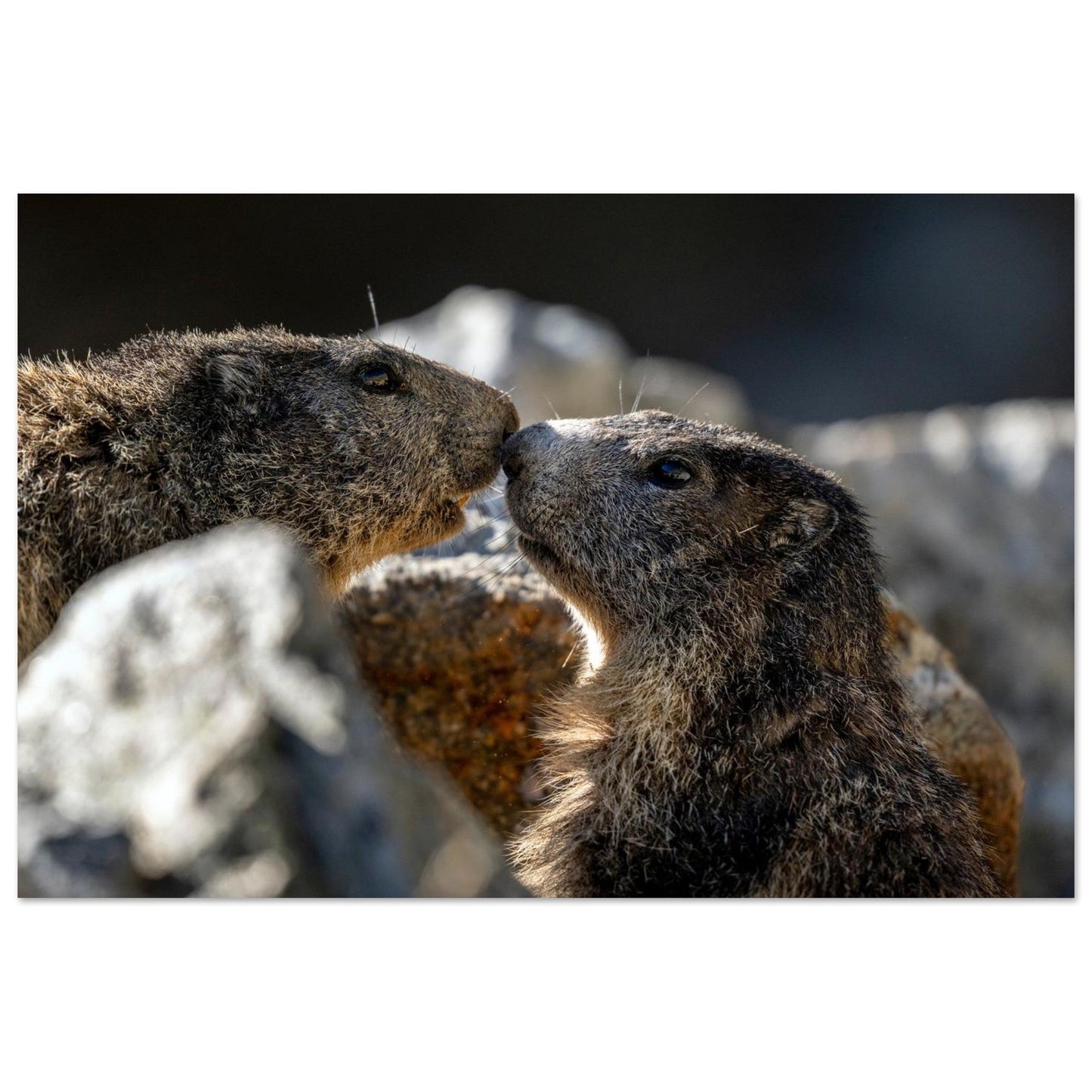 Tableau photo de Deux marmottes des Alpes dans le Mercantour sur aluminium Dibond mat, format 30 × 45 cm
