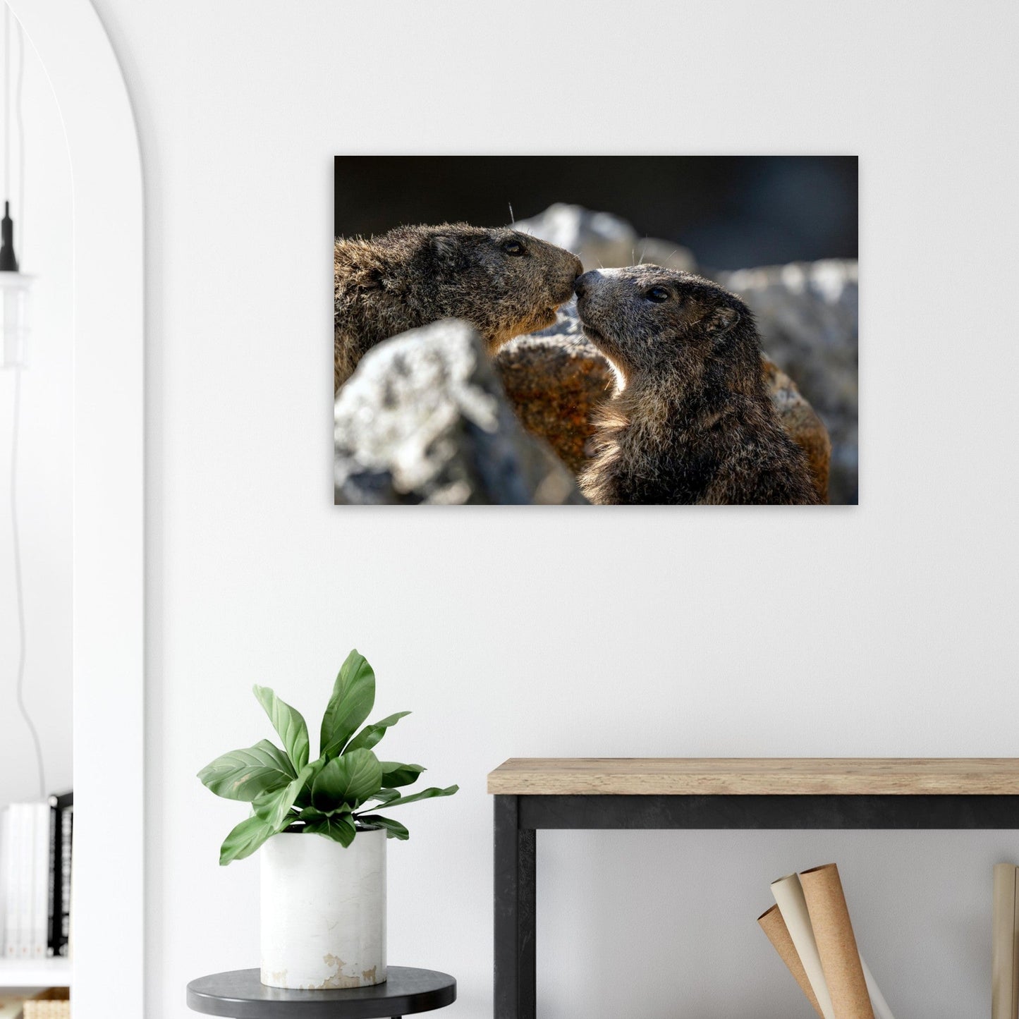 Tableau photo de Deux marmottes des Alpes dans le Mercantour sur aluminium Dibond mat, exposé dans une chambre