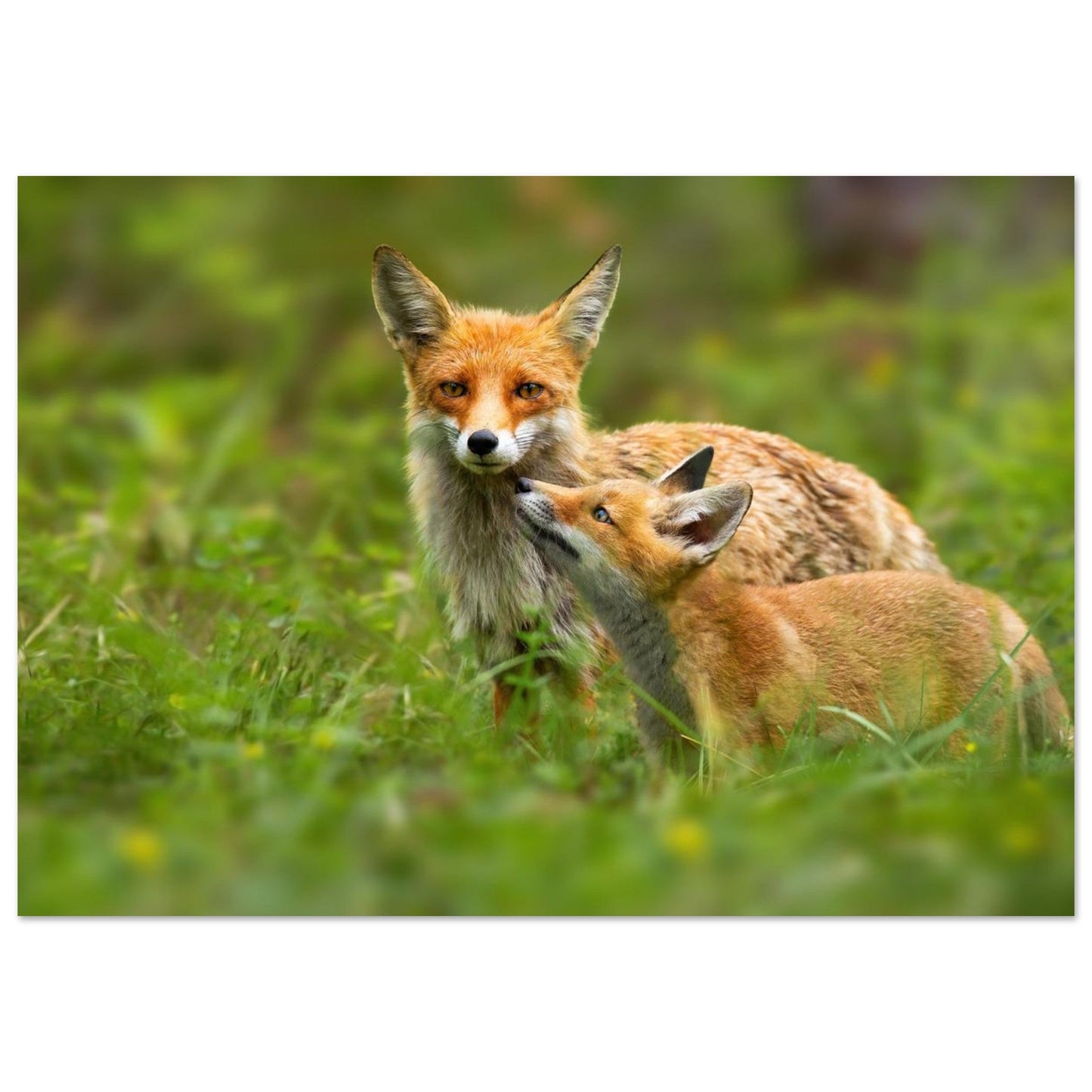 Photo de deux renards roux dans un moment de tendresse — tableau photo paysage de montagne en Alu Dibond, fabrication française