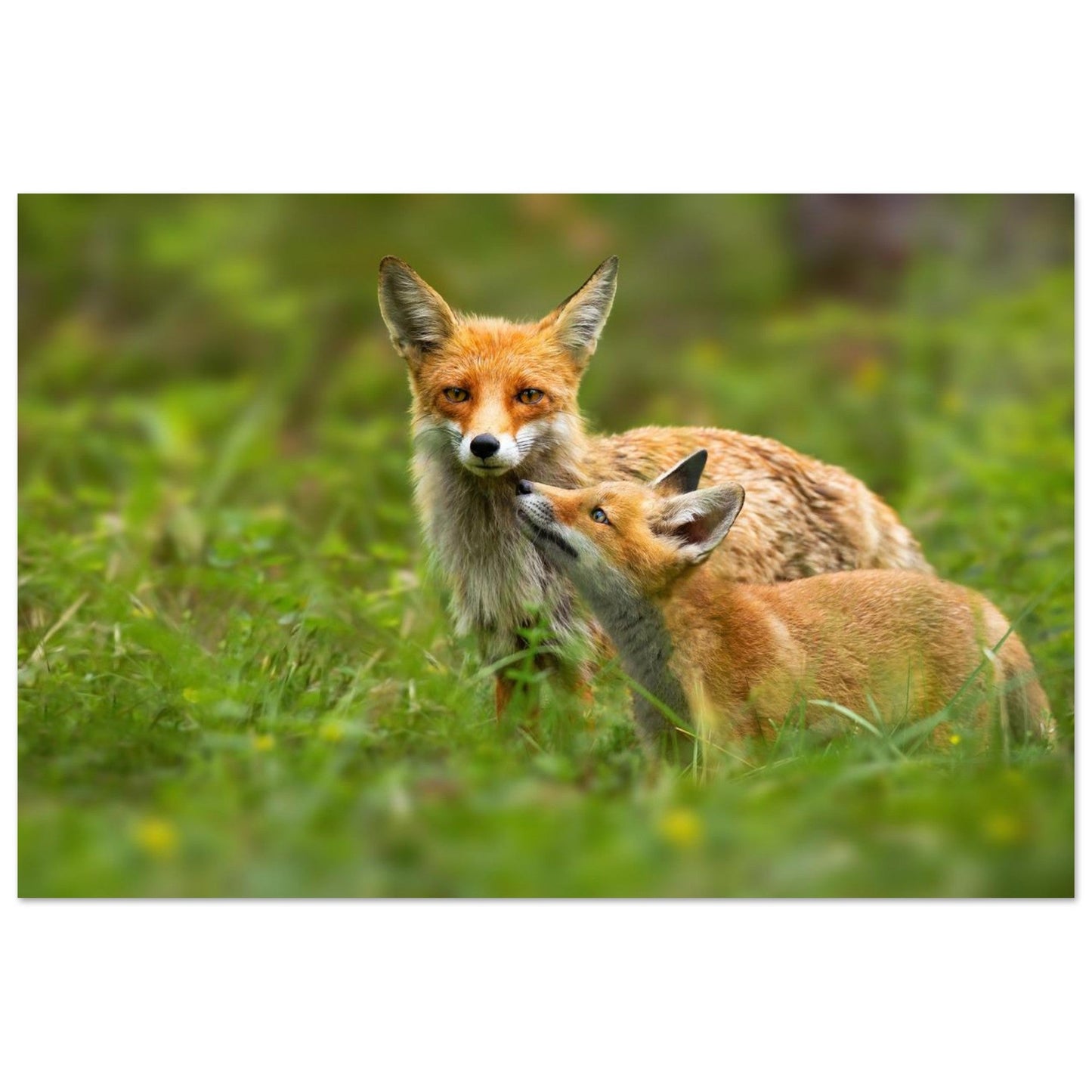 Photo de deux renards roux dans un moment de tendresse — tableau photo paysage de montagne en Alu Dibond, fabrication française