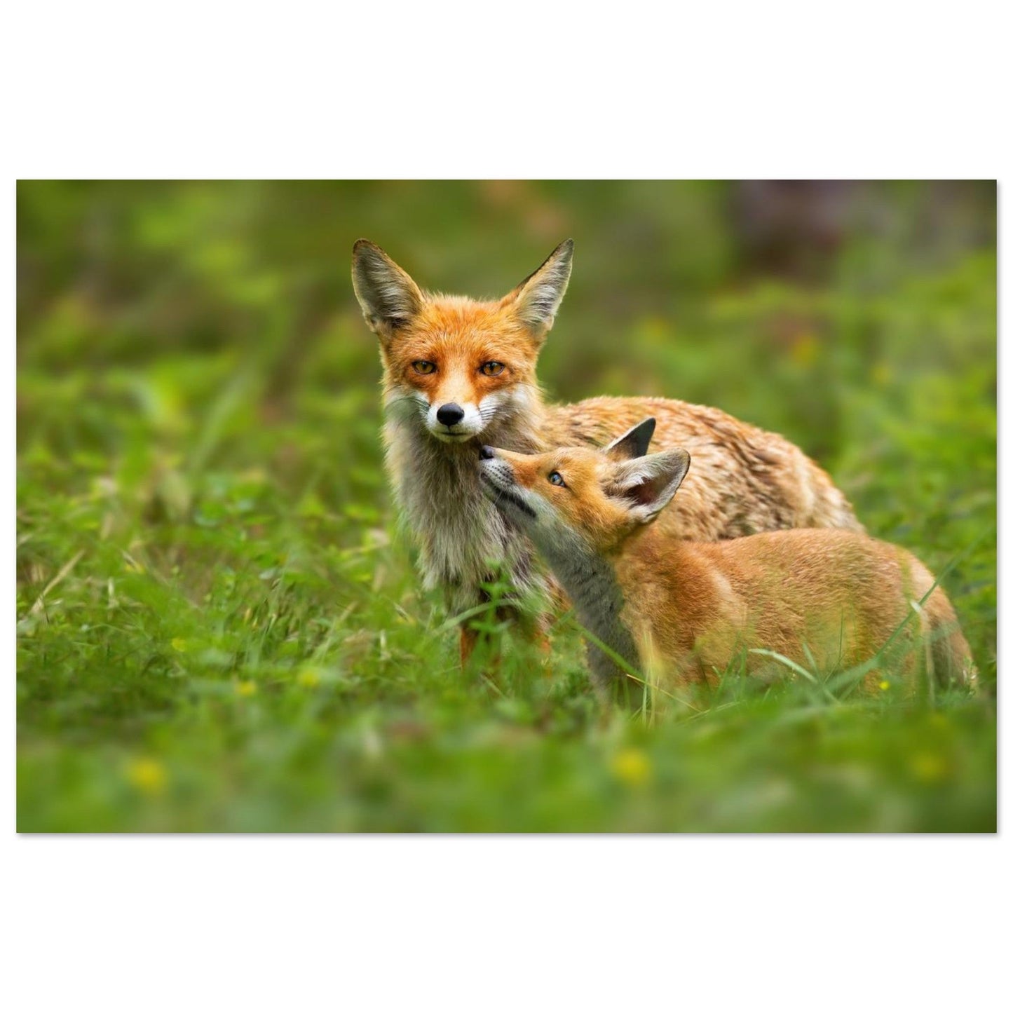 Photo de deux renards roux dans un moment de tendresse — tableau photo paysage de montagne en Alu Dibond, fabrication française