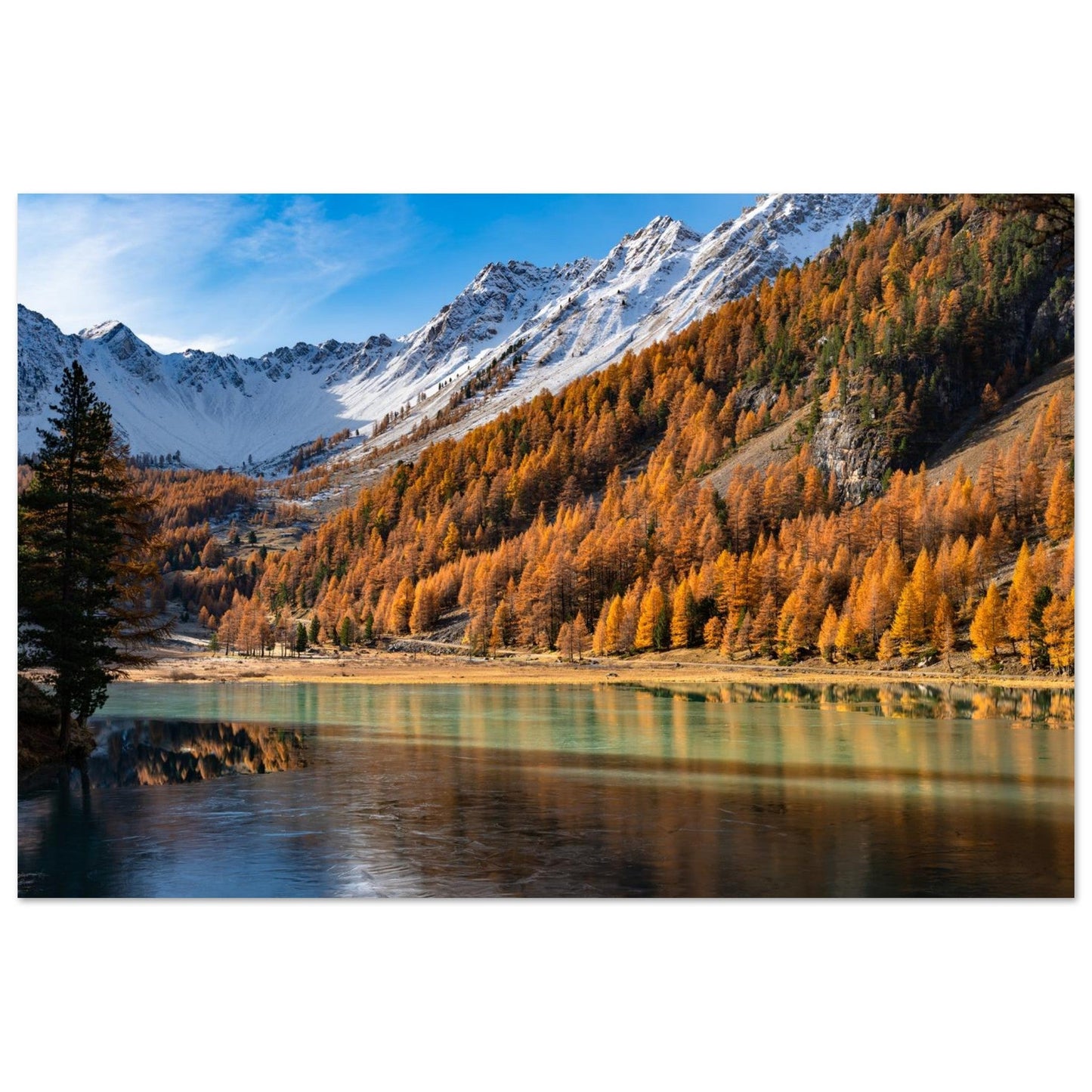 Photo of Lake Orceyrette surrounded by larches in autumn — photo print on matte aluminium Dibond