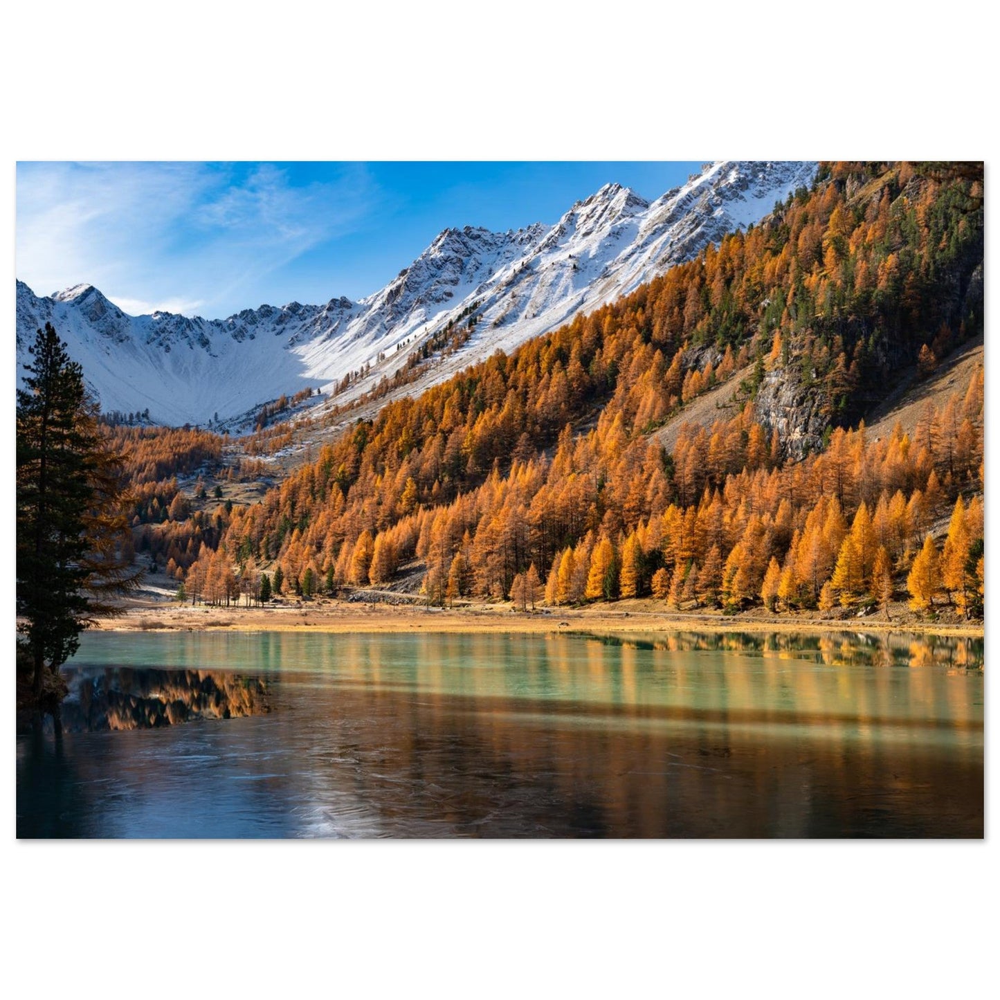 Photo of Lake Orceyrette surrounded by larches in autumn — photo print on matte aluminium Dibond