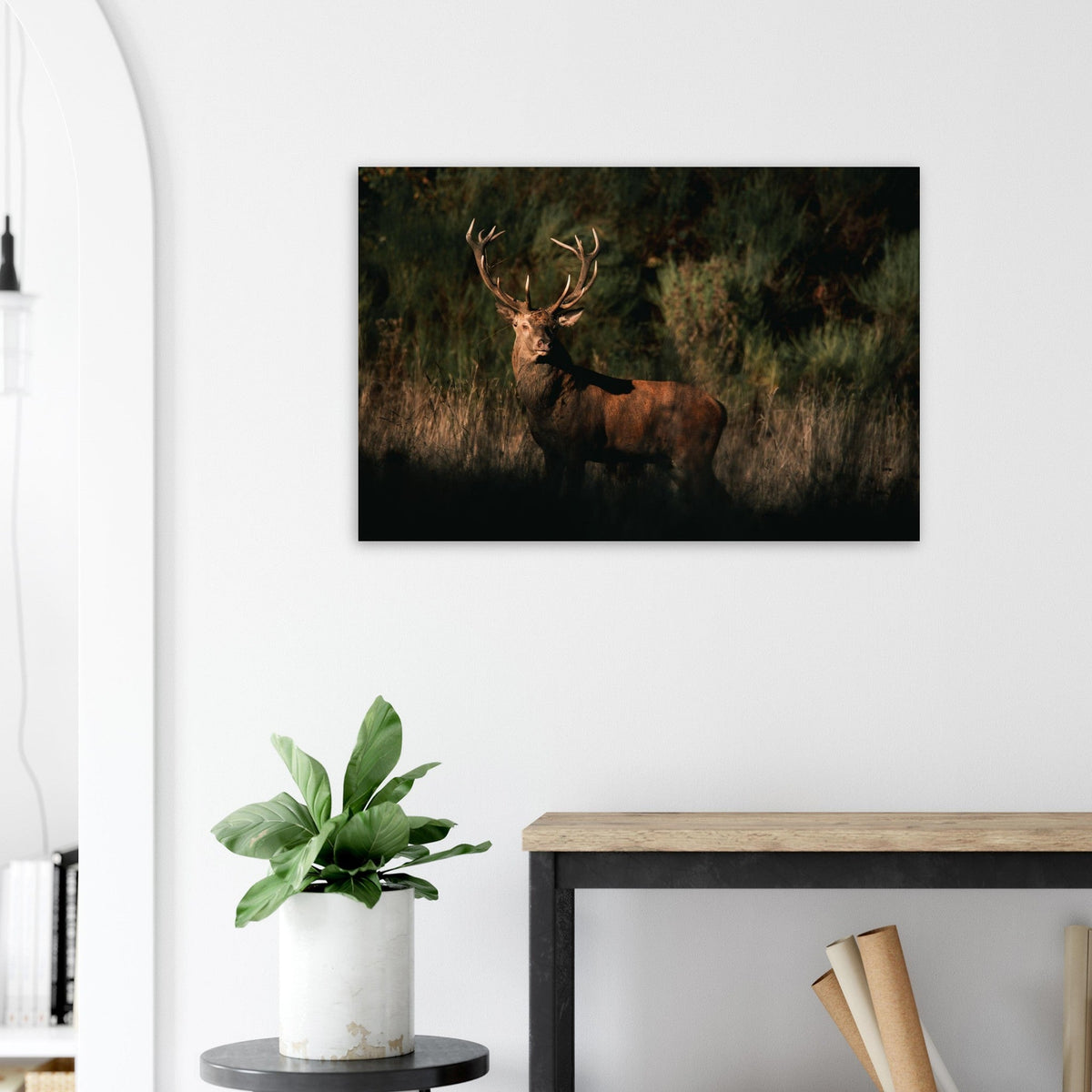 Tableau photo d’un cerf élaphe dans la lumière du soir sur aluminium Dibond mat — photographie : Alexandre Nilles