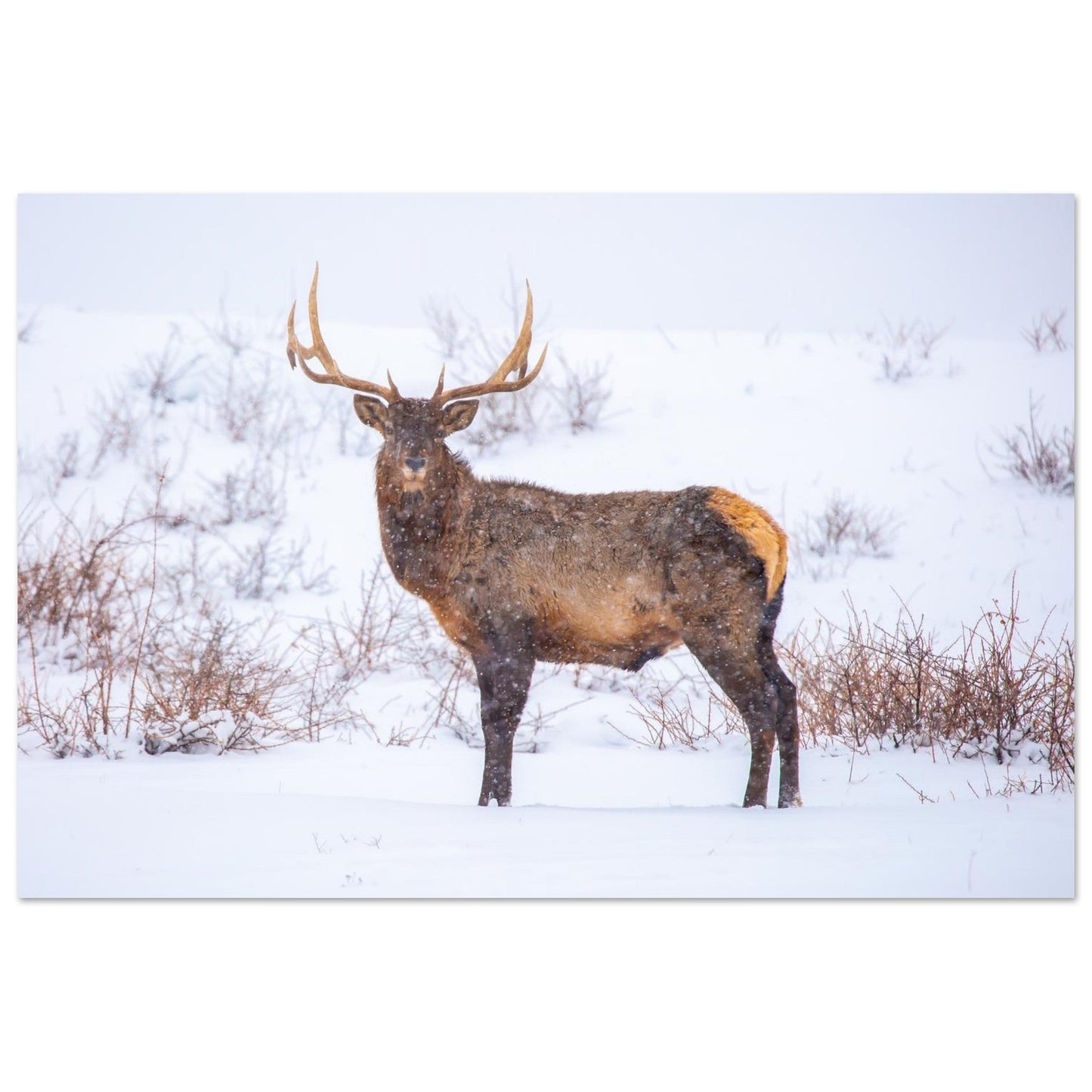 Photo d’un cerf sous la neige — tableau photo paysage de montagne en Alu Dibond, fabrication française