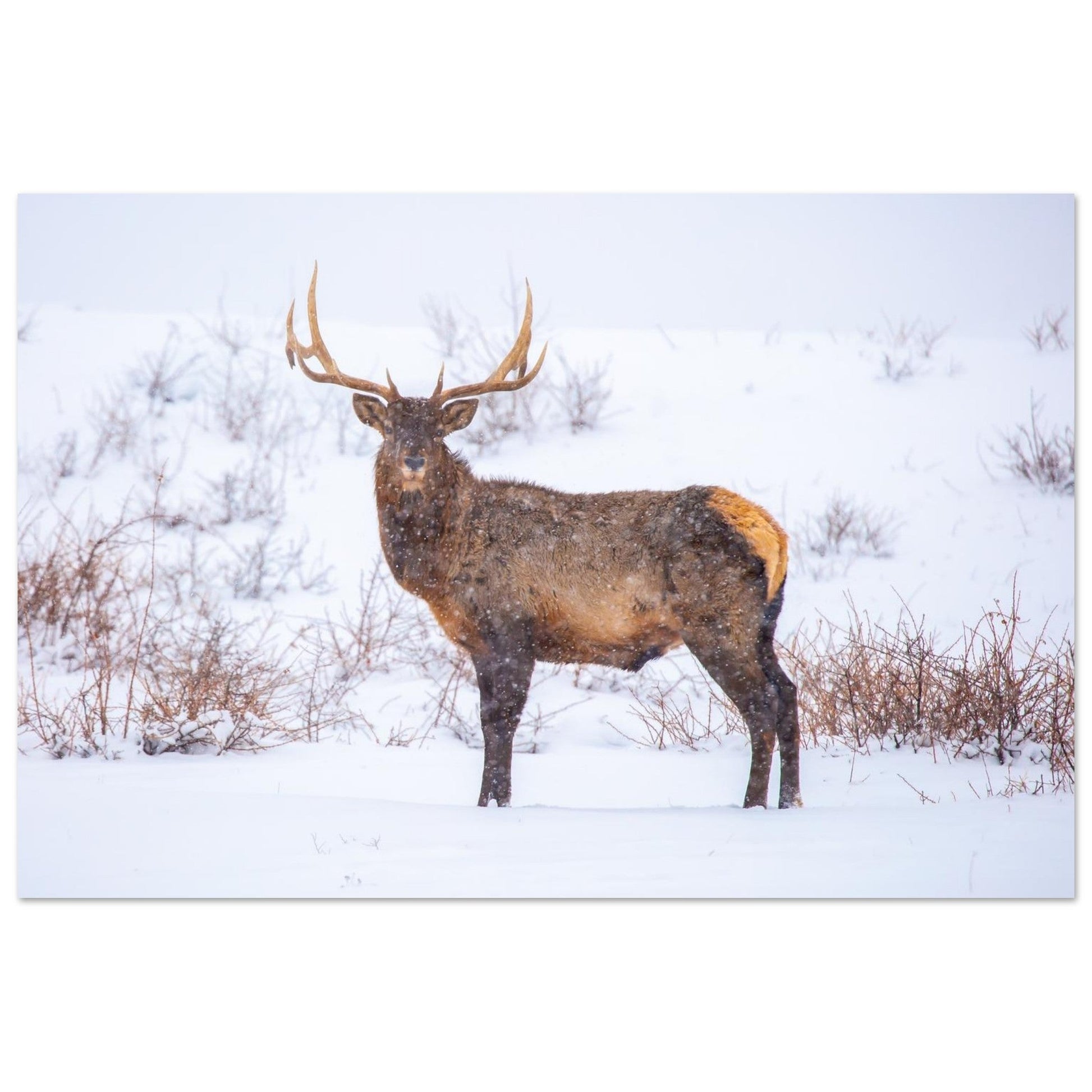 Photo d’un cerf sous la neige — tableau photo paysage de montagne en Alu Dibond, fabrication française