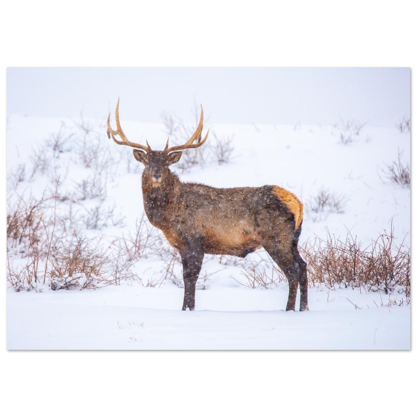 Photo d’un cerf sous la neige — tableau photo paysage de montagne en Alu Dibond, fabrication française