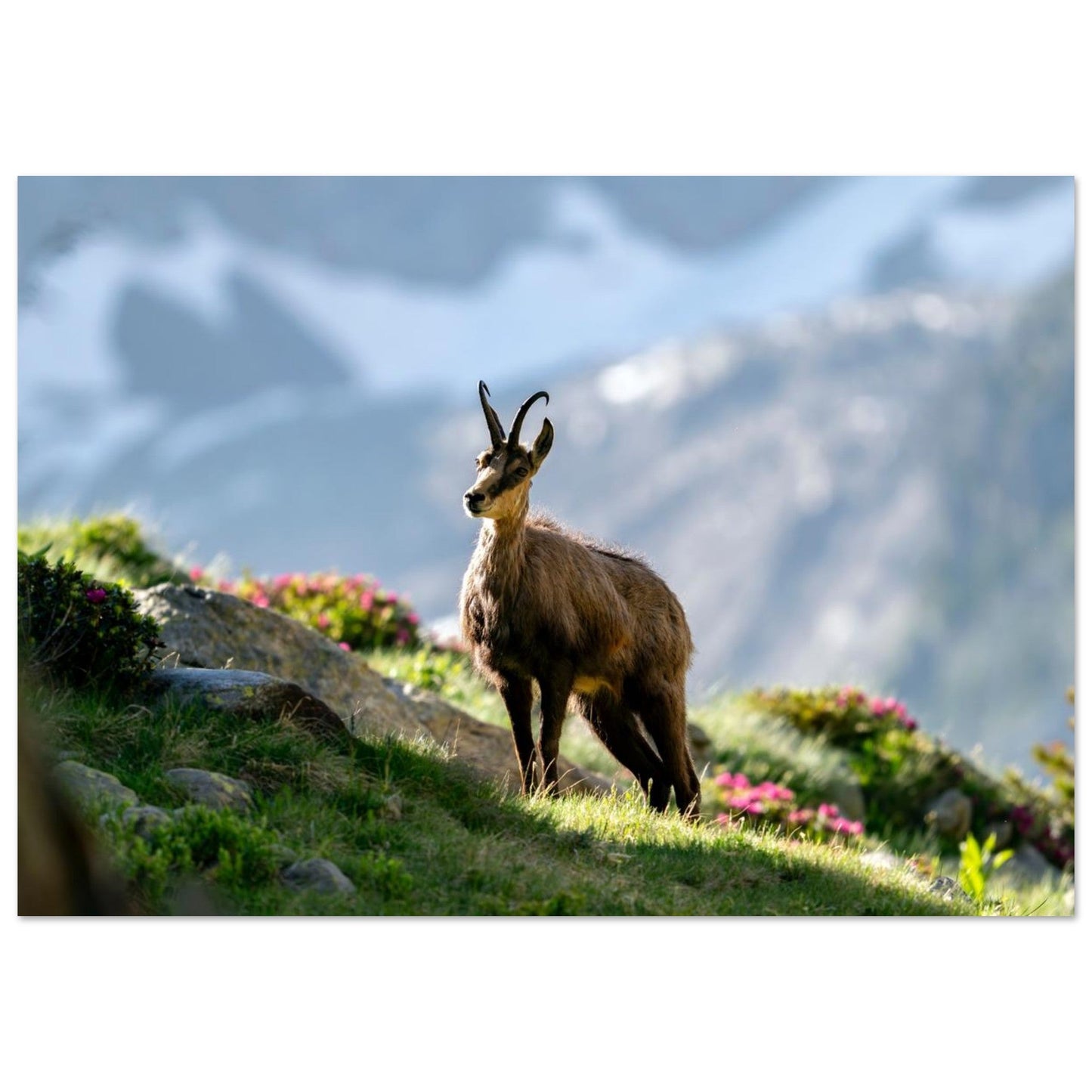 Photo d’un chamois au printemps dans le Mercantour — tableau photo paysage de montagne en Alu Dibond