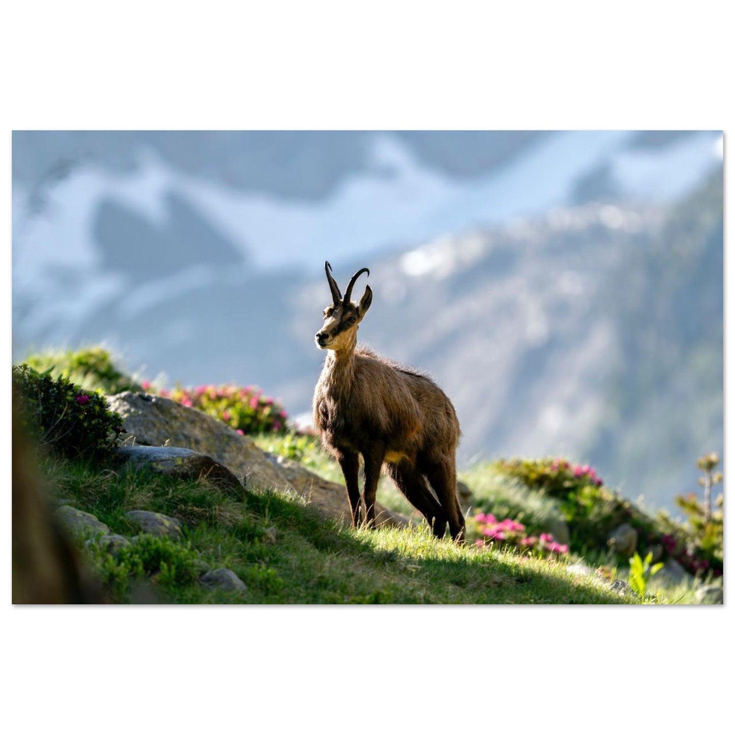 Photo d’un chamois au printemps dans le Mercantour — tableau photo paysage de montagne en Alu Dibond