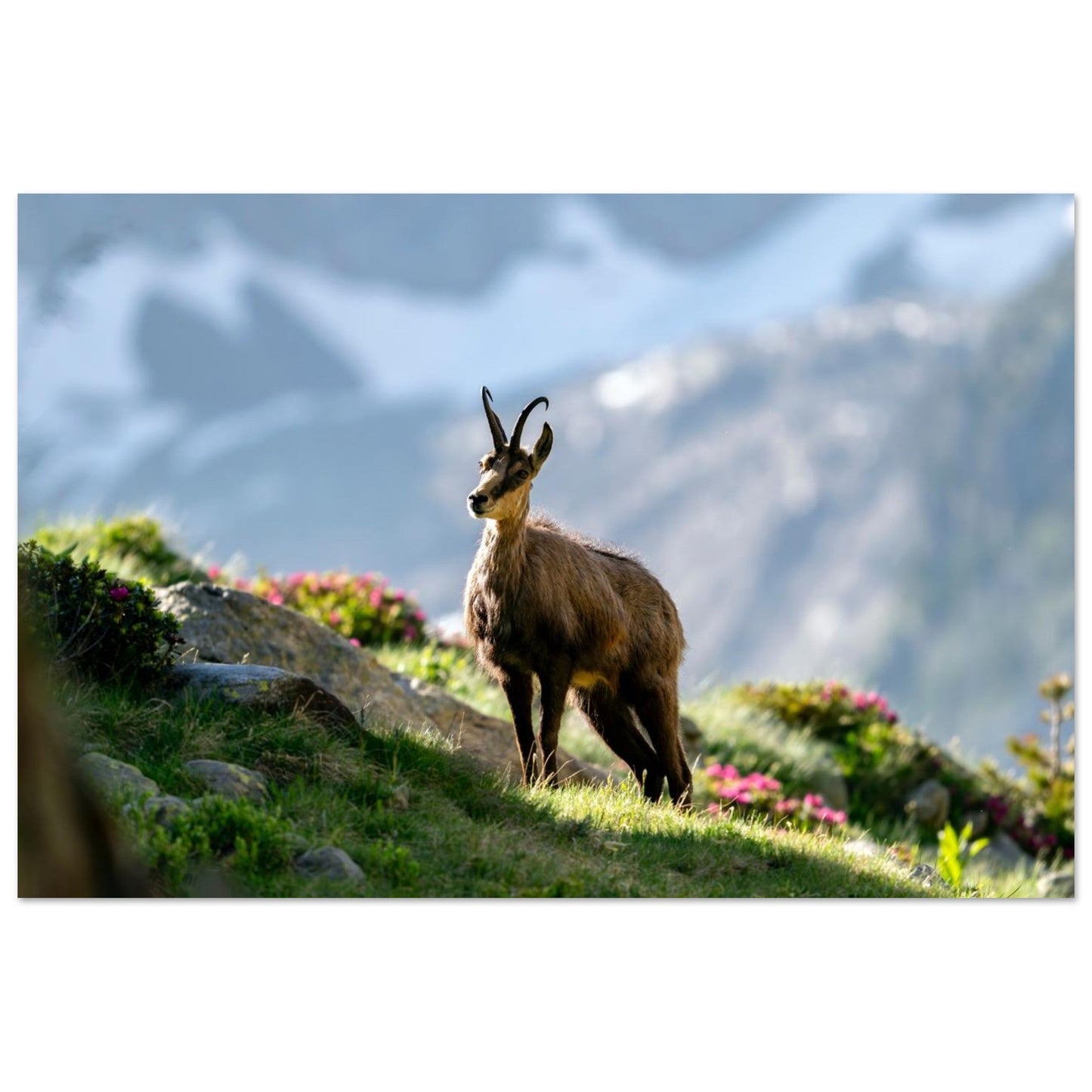 Photo d’un chamois au printemps dans le Mercantour — tableau photo paysage de montagne en Alu Dibond