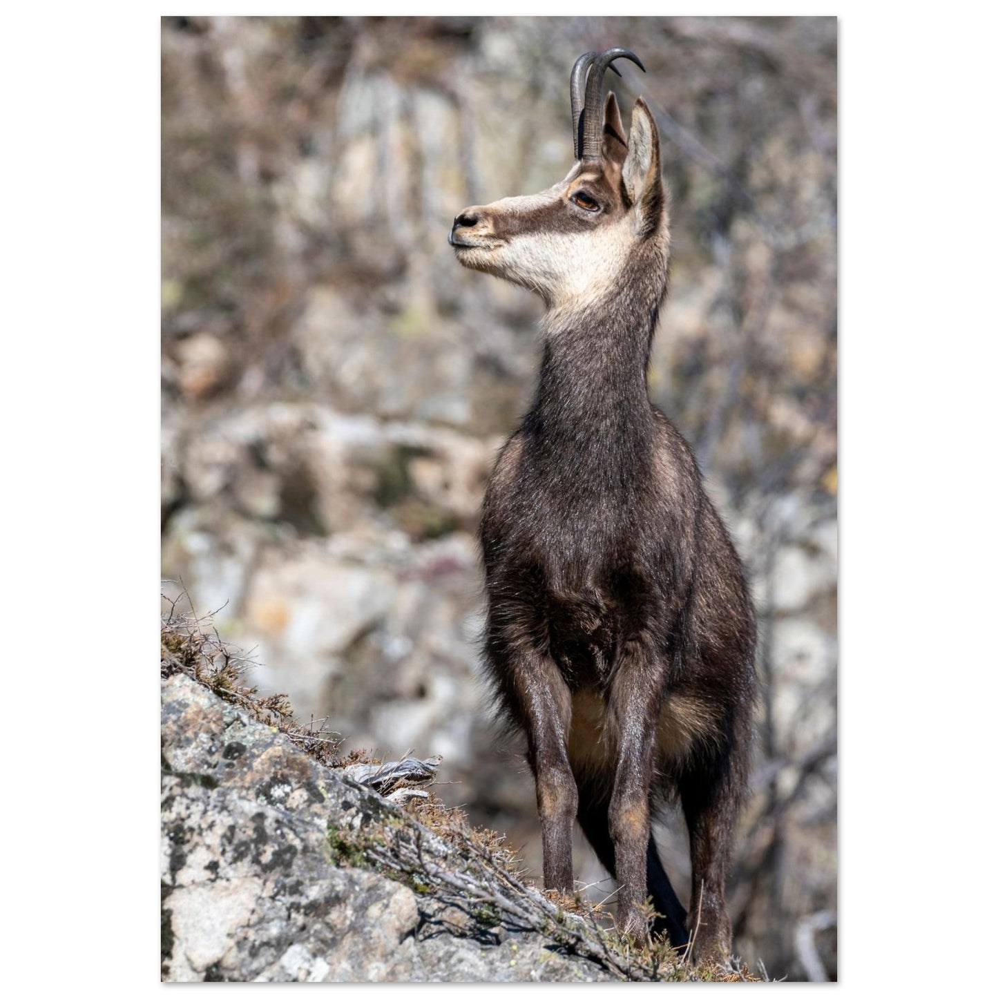 Photo d’un chamois sauvage dans les Alpes françaises — tableau photo paysage de montagne en Alu Dibond