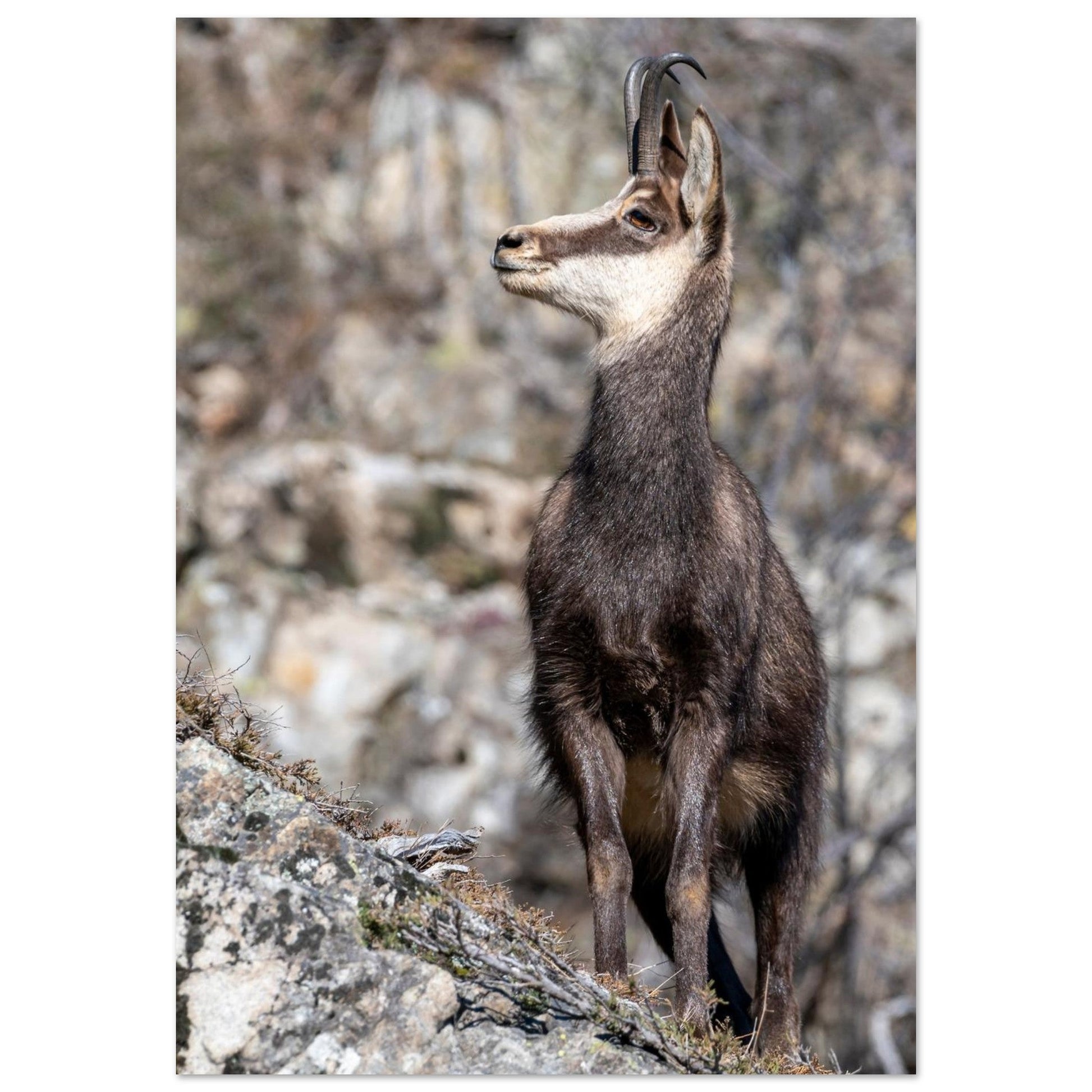 Photo d’un chamois sauvage dans les Alpes françaises — tableau photo paysage de montagne en Alu Dibond