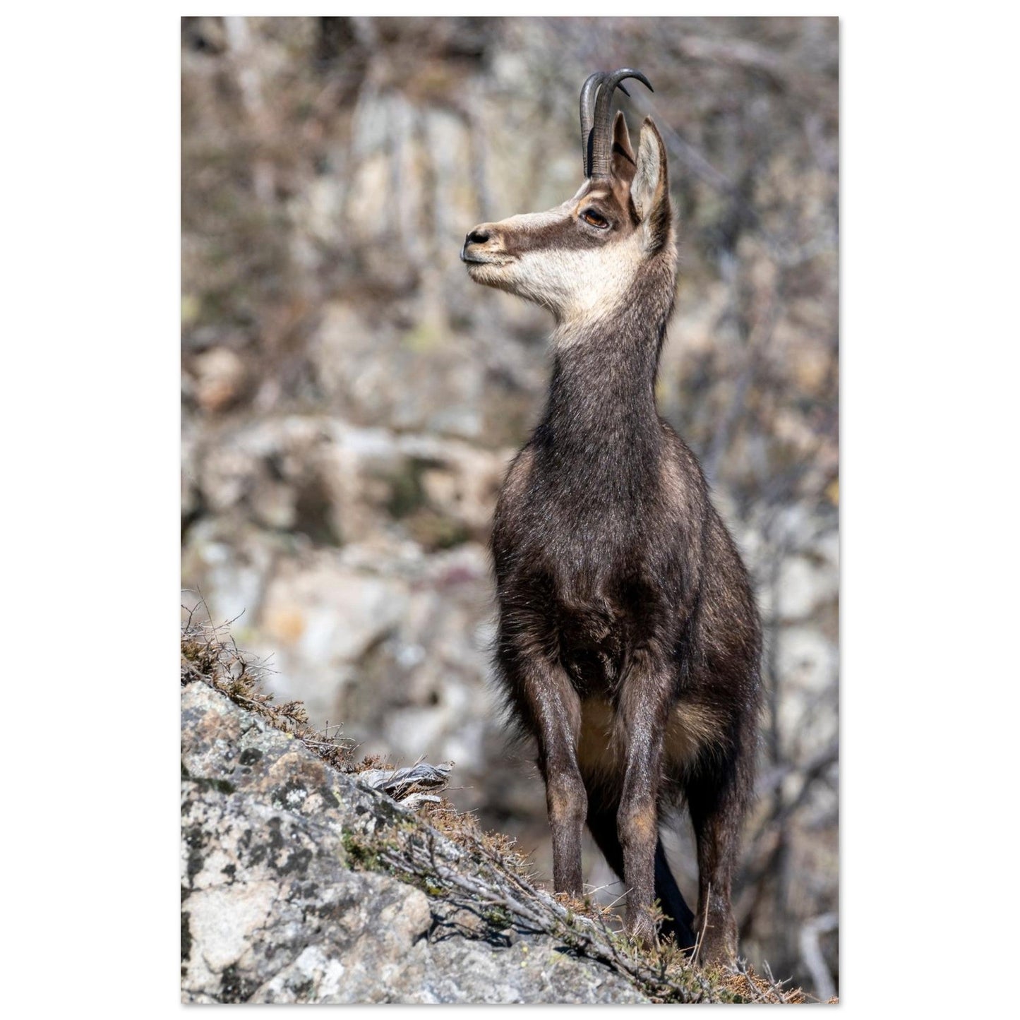 Photo d’un chamois sauvage dans les Alpes françaises — tableau photo paysage de montagne en Alu Dibond