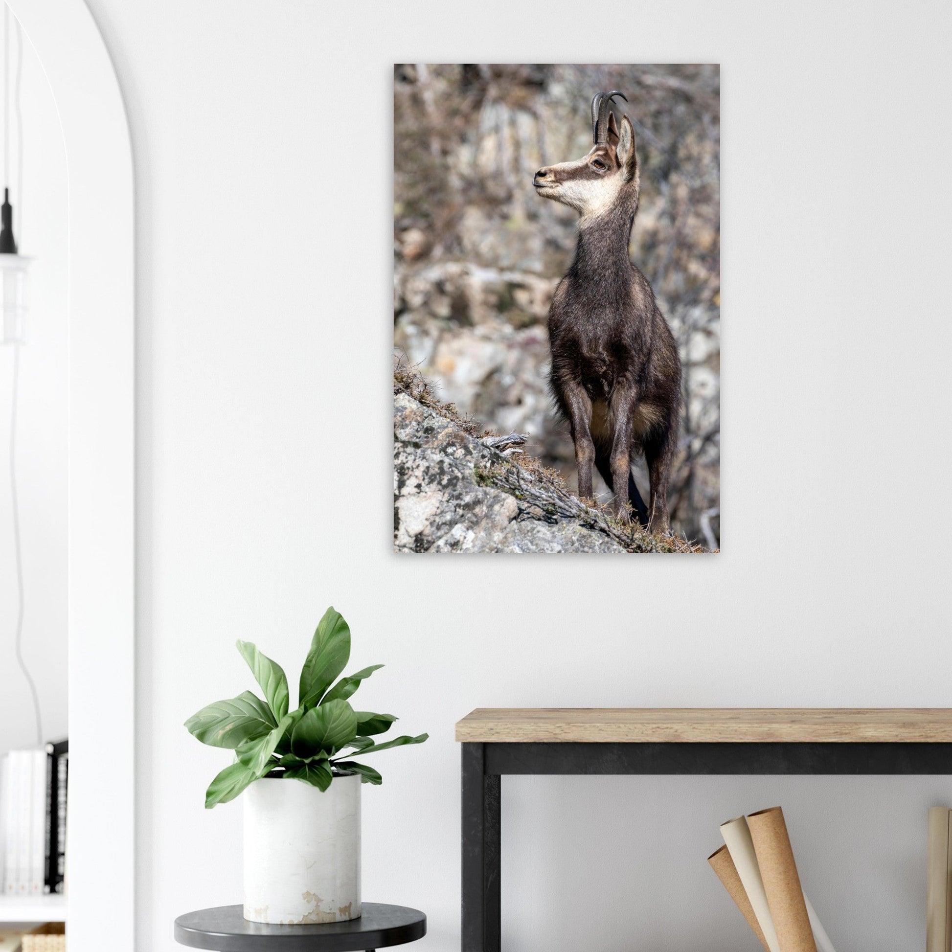 Photo d’un chamois sauvage dans les Alpes françaises — tableau photo paysage de montagne en Alu Dibond