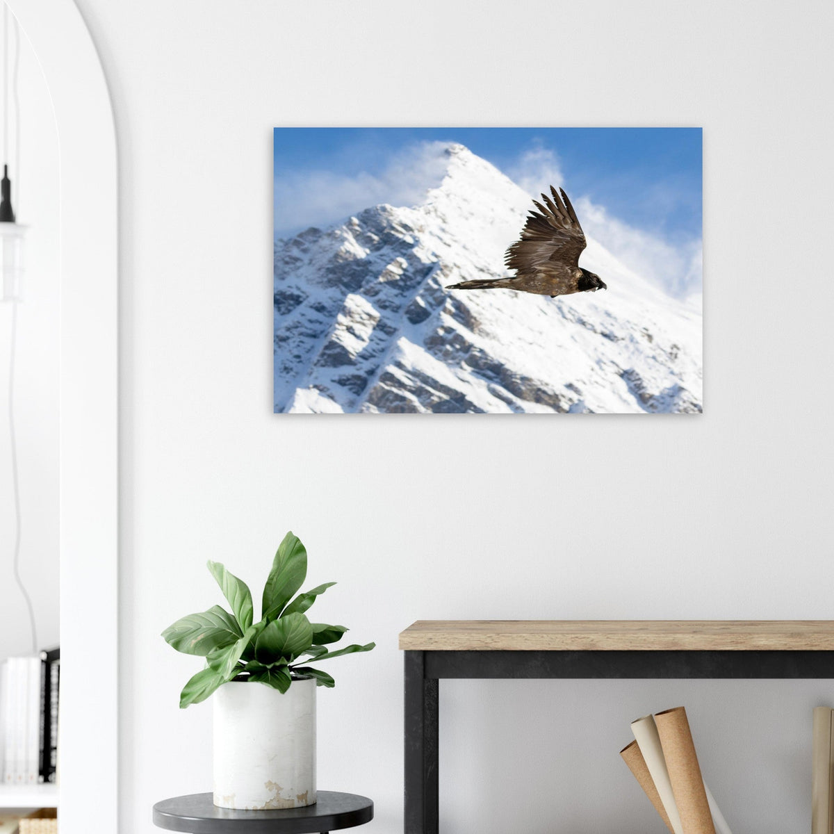 Tableau photo d’un jeune gypaète barbu dans le ciel de la Vanoise sur aluminium Dibond mat — photographie : Florent Lacroute